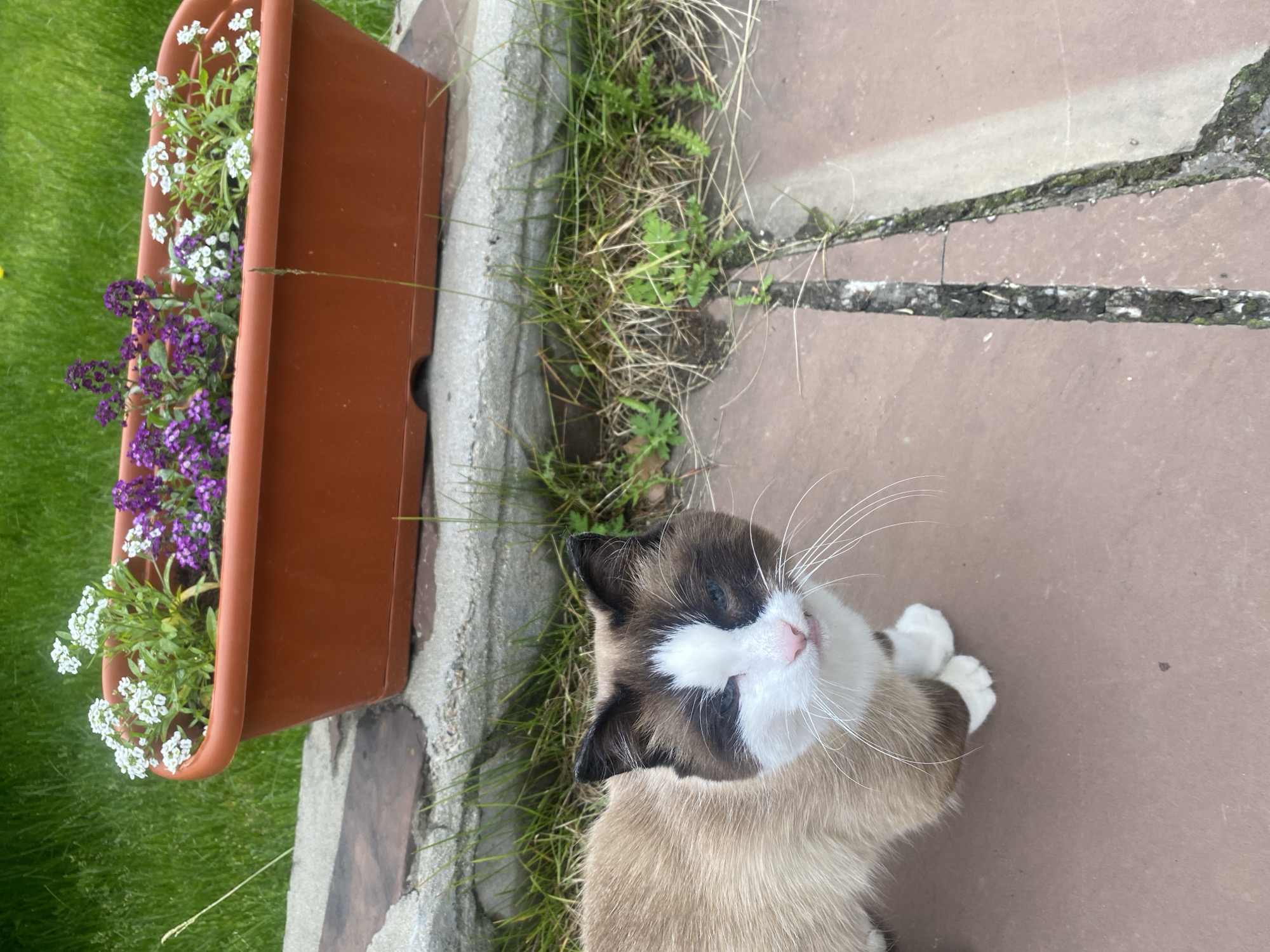 A medium shot shows a Siamese cat with brown and white markings standing on a reddish-brown paved surface. The cat is looking directly at the camera with its mouth slightly open, revealing a pink tongue. Behind the cat, a rectangular brown planter is filled with small purple and white flowers. The planter sits on a rough stone border. To the left of the planter is a patch of green grass, and the paved surface extends to the right and bottom of the frame. The scene appears to be outdoors in a garden or courtyard. The location is the city of Taltsy (Irkutsk), Russia.