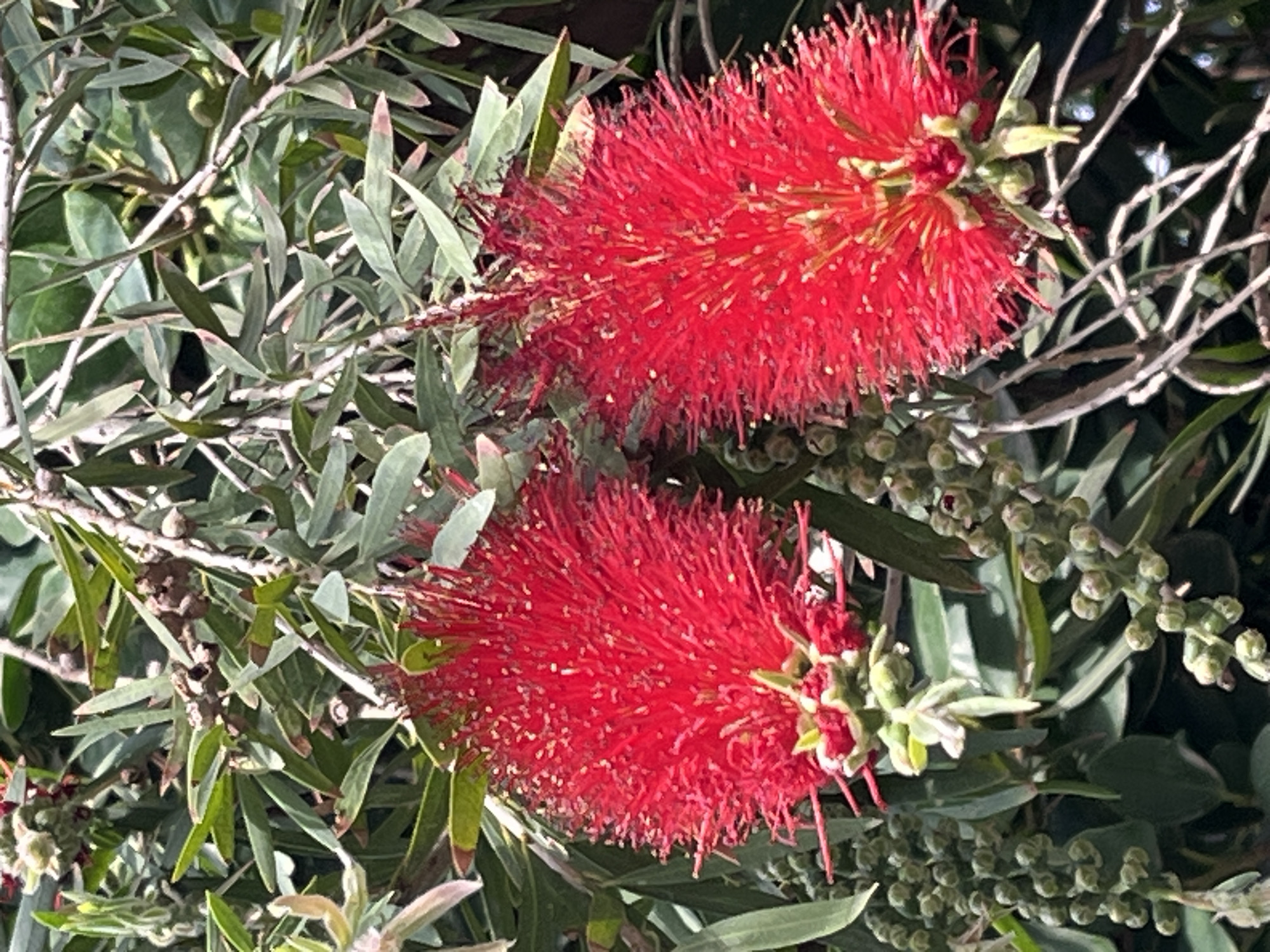 The image shows two red bottlebrush flowers in a garden setting. The flowers are the focal point, displaying their characteristic cylindrical shape and numerous stamens that give them a soft, bristly appearance. They are surrounded by green foliage, including long, narrow leaves and some developing seed pods. The location of the photo may be in Alanya, Turkey.