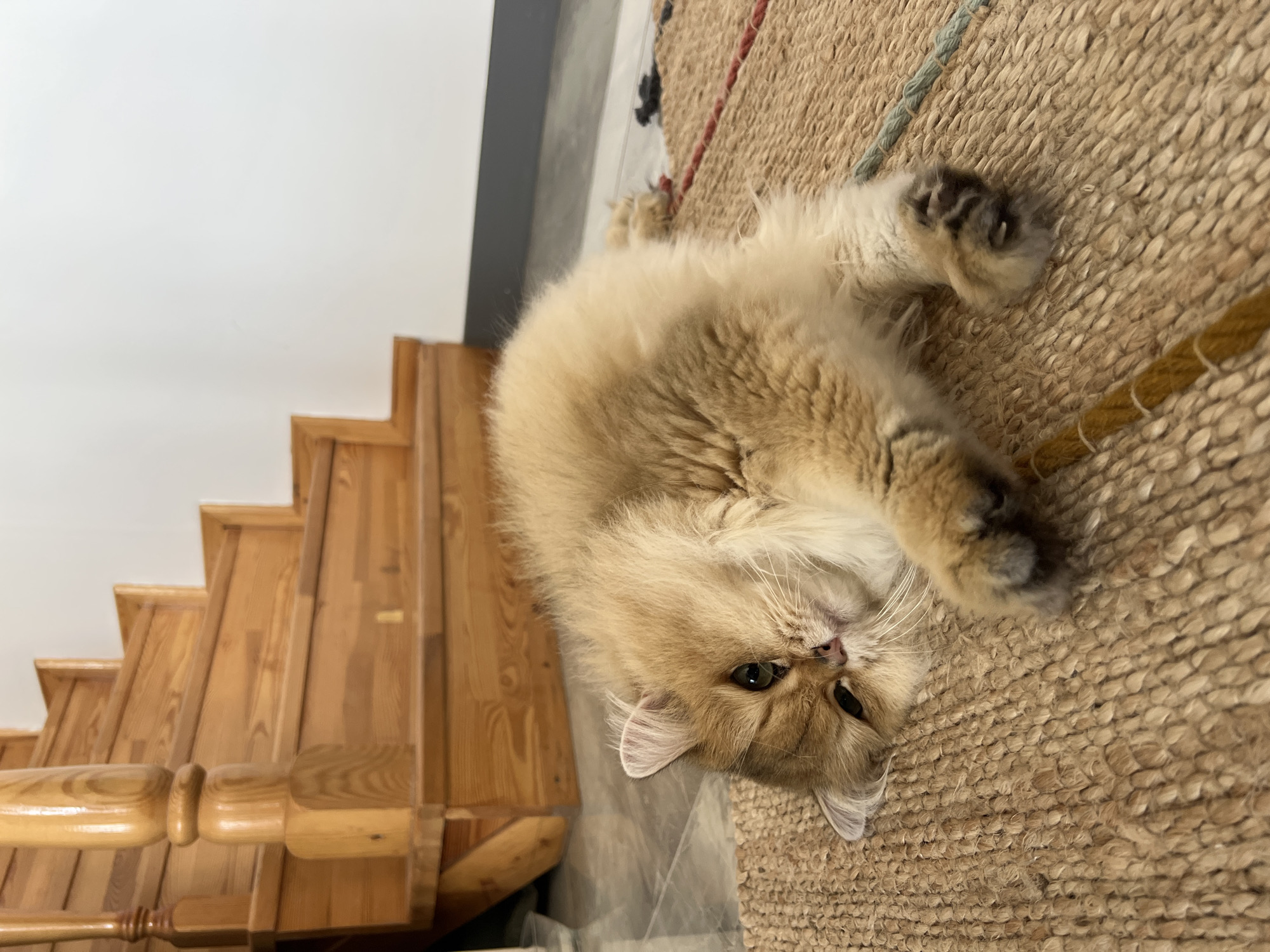 A golden Persian cat lies on its side on a woven rug in front of a wooden staircase. The cat is fluffy with green eyes and a pink nose. The staircase is made of light-colored wood and has a carved banister. The background is a plain white wall. The floor is tiled. The image is taken from a low angle, looking up at the cat. The scene does not provide any information about the location in the city of Aksu, Turkey.