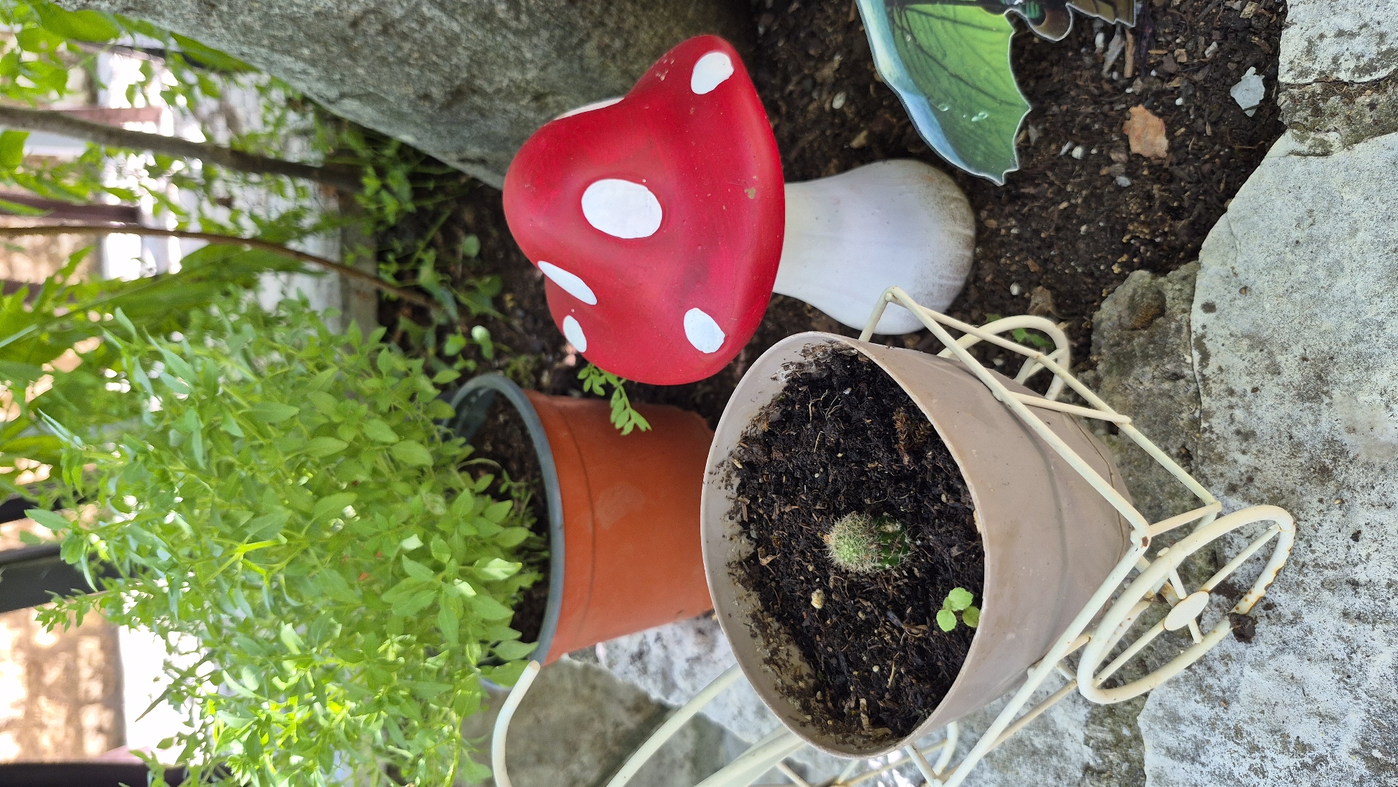 The image shows a close-up view of a garden setting. In the foreground, a small potted cactus sits in a light-colored pot which is placed in a decorative white wire caddy resembling a miniature wheelbarrow. Behind the cactus pot, a larger terracotta pot contains a lush green plant. To the right, a decorative red and white toadstool sits on the dark soil. The background features more greenery, the trunk of a tree, and a large rock. The ground is covered with soil and stones. The lighting suggests it is daytime.
