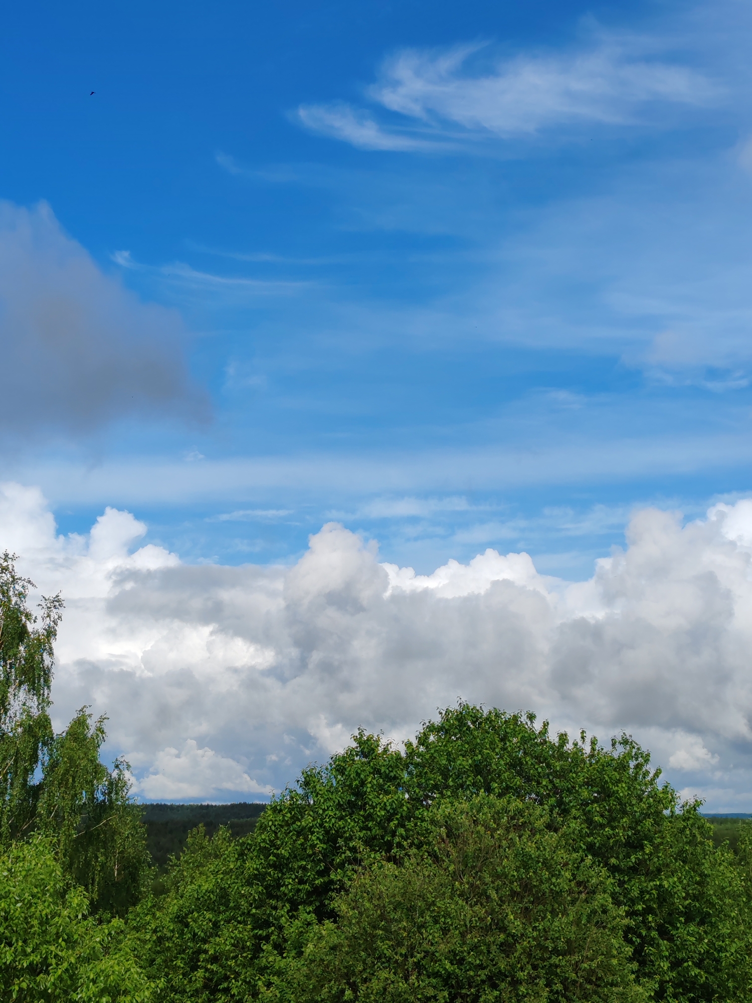The image shows a view of the sky and treetops, likely taken in Чухлэм, Russia. The sky is primarily blue with a mix of cirrus and cumulus clouds. A single dark bird is visible in the upper left. The lower portion of the image is dominated by green treetops, indicating a forest or park setting. A distant dark band of trees suggests a horizon line.