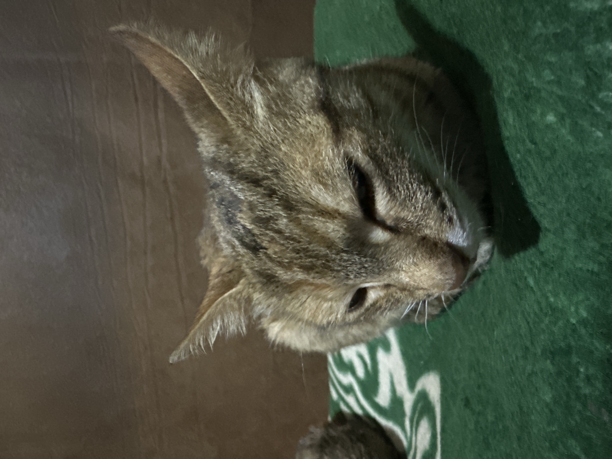 An adult tabby cat with brown and black stripes is lying down on a green blanket with a white swirl pattern. The cat is facing the viewer, with its head tilted down. The background is a dark brown, textured surface. The image appears to be taken indoors, possibly in a residential setting. There is no information available regarding the location in Jos, Nigeria, or any other specific context.