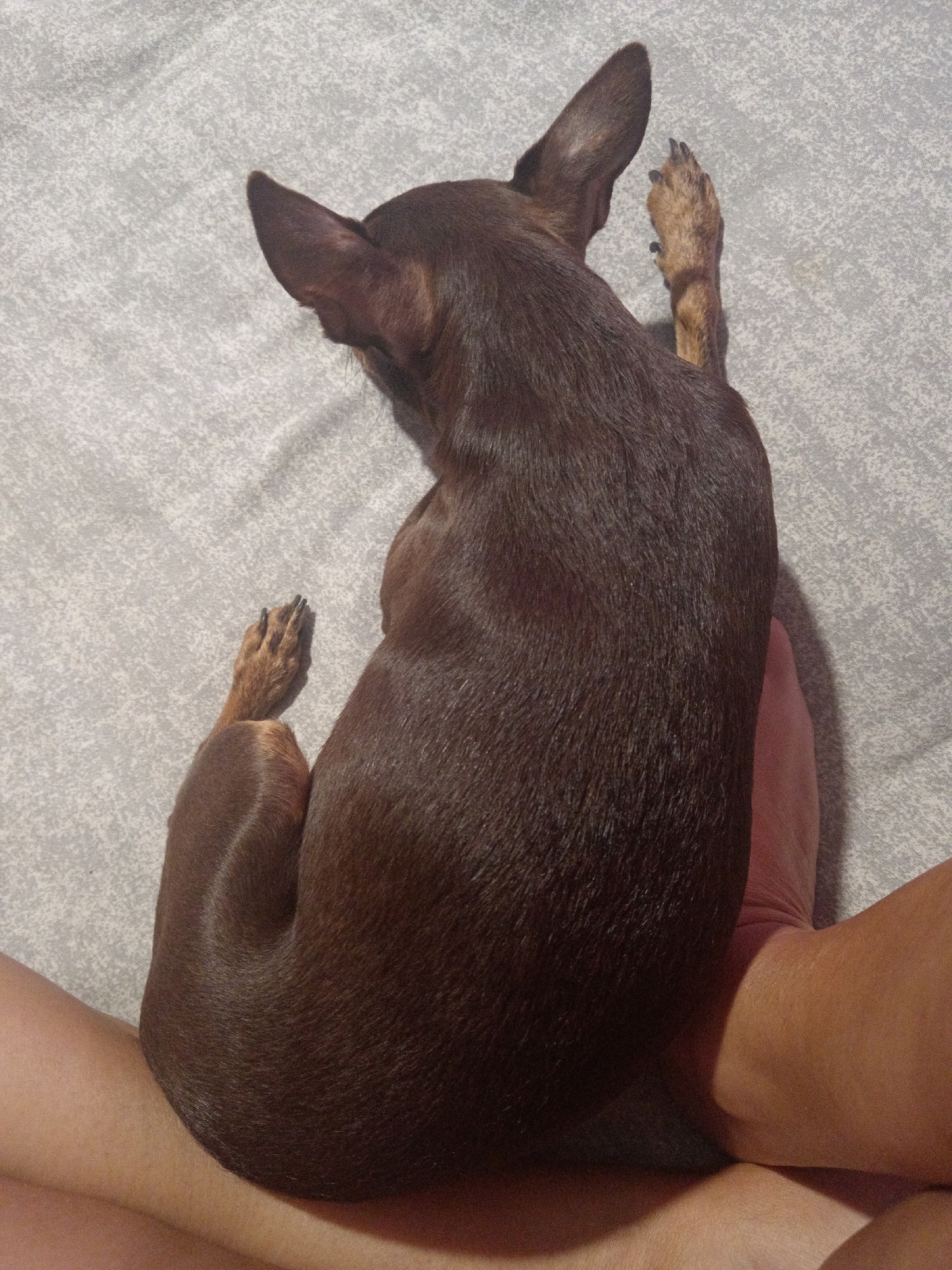 A small, dark brown dog is lying on a gray, textured surface, possibly a blanket or bedspread. The dog is positioned with its back to the viewer and its head turned to the left, with one ear pointed upwards. Its front legs are tucked underneath its body, and its hind legs are splayed out to the sides. A human leg, seen from the knee down, is visible to the right of the dog. The scene appears to be indoors, but no specific location in Novopokrovka, Russia can be determined from the image.