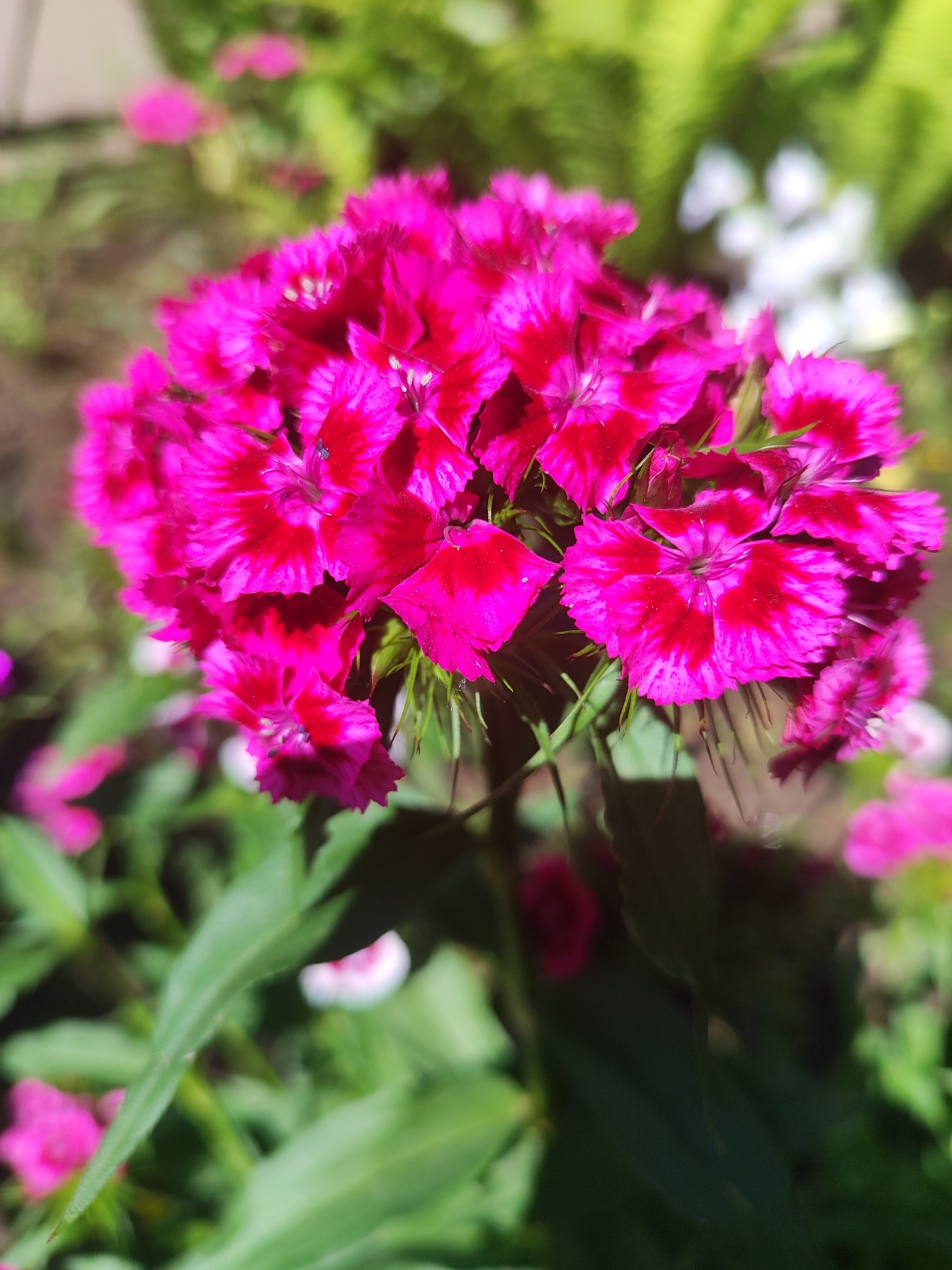 A close-up shot shows a vibrant cluster of hot pink Sweet William flowers (Dianthus barbatus). The flowers have a darker red center, with serrated petals. Green leaves are visible beneath the flower head. Other plants with pink and white flowers are blurred in the background. The location is not determinable from the image alone. There are no people visible.