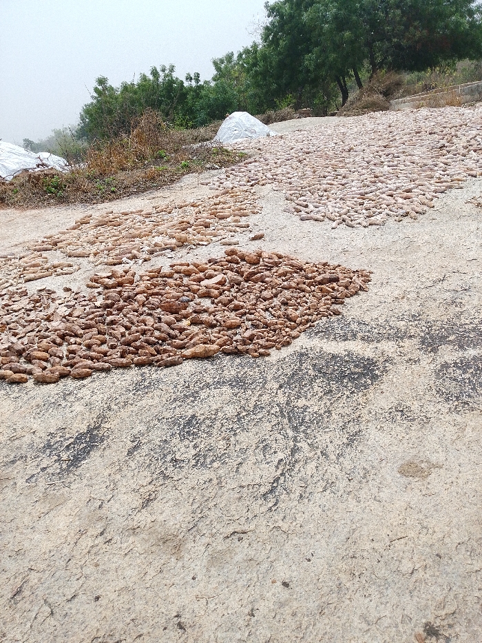The image depicts an outdoor agricultural processing scene in Igbo Ijaiye, Nigeria, under an overcast sky. The foreground comprises a light-colored, textured ground surface with irregular dark grey and black weathered areas. In the midground, multiple concentrations of root crops, identifiable as cassava pieces, are laid out for drying. A prominent, dense pile of reddish-brown, irregularly shaped cassava pieces is centrally located. To its left and slightly further back, a less dense spread of similar reddish-brown pieces is observed. Further to the right and occupying a larger area, numerous uniformly shaped, pale yellow cassava pieces are systematically arranged in rows directly on the ground. The background features a gentle incline covered with green trees, various bushes, and dry vegetation. Two large, white tarpaulin-covered objects, presumably storing materials, are visible on this elevated ground. No human figures are present.