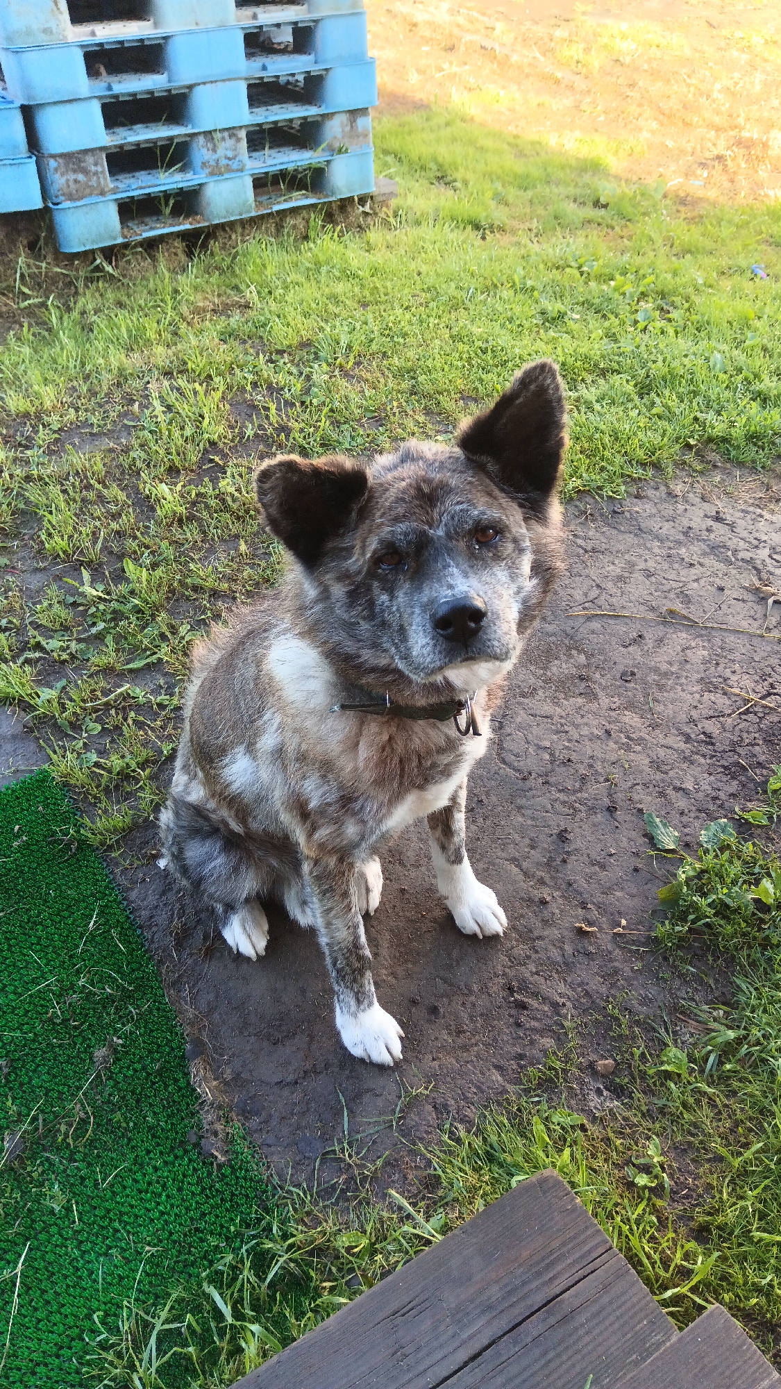 A brindle-colored dog with white paws is sitting on the ground in a yard. The dog is facing the camera, with its ears perked up. The dog is wearing a dark-colored collar. In the background, there are blue plastic pallets stacked on top of each other. The ground is a mixture of dirt and grass. There is also a section of green artificial turf to the left of the dog. A wooden plank is visible in the lower right corner of the image. The scene appears to be outdoors, possibly in a rural or suburban area. It is daytime, and the lighting suggests it could be late afternoon or early morning. The location is specified as Ankudinovo, Russia.