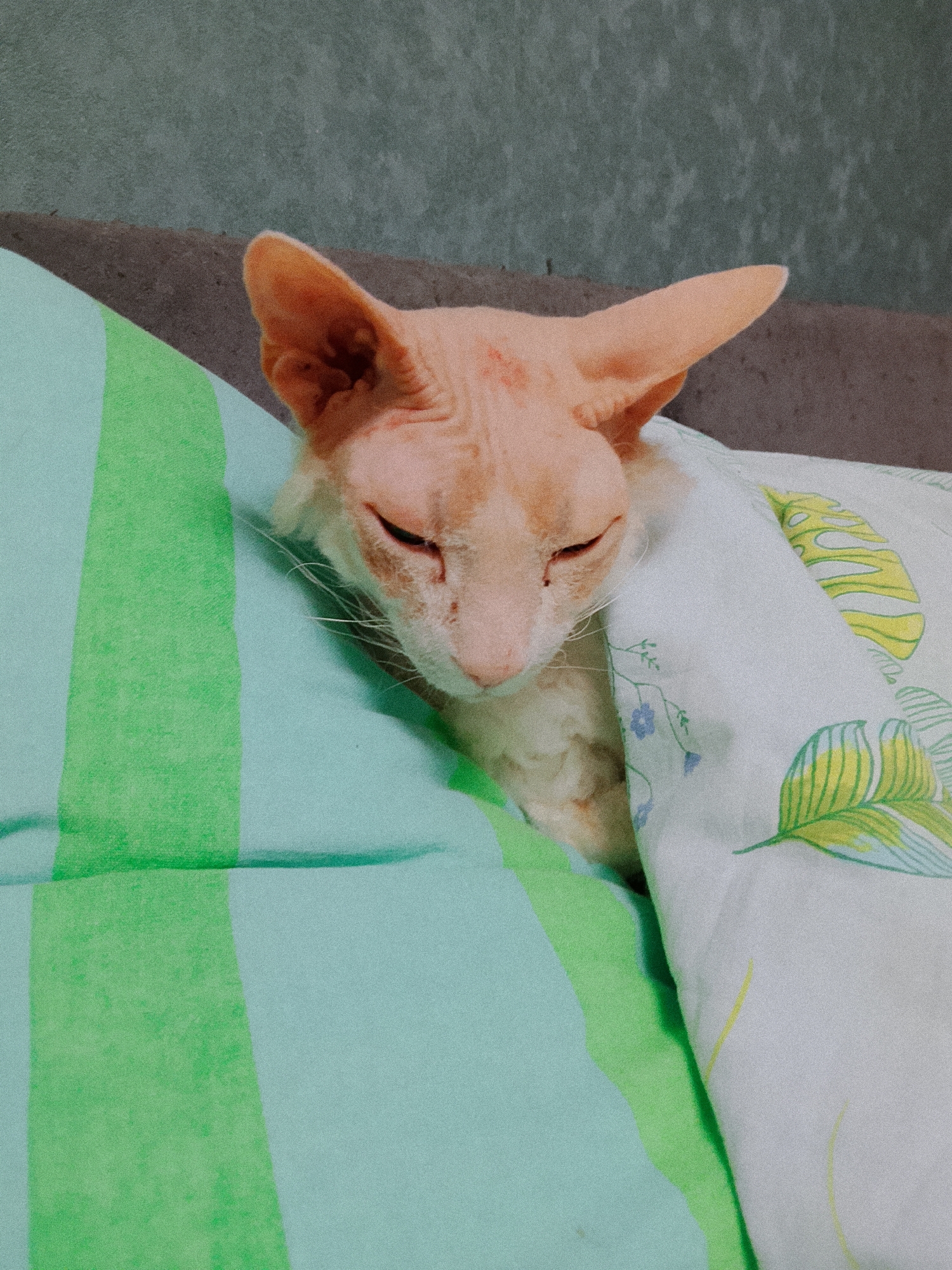 A light orange Devon Rex cat is resting on a bed. The cat is under a blanket with a leafy pattern and its head is resting on a striped green and light blue pillow. The background is a plain gray wall. There is no indication of the city or country in the image. There are no people visible.