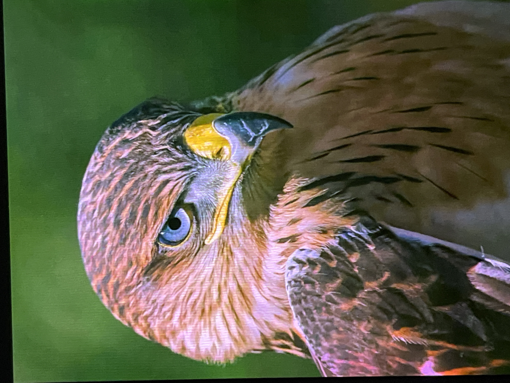 The image is a close-up, headshot of a hawk with piercing blue eyes and a yellow beak. The hawk's head is turned to the right, and its feathers are a mix of brown, tan, and black. The background is a blurred green, suggesting foliage. There is no indication of the city of Cadek, Indonesia, in the image or any discernible human activity.