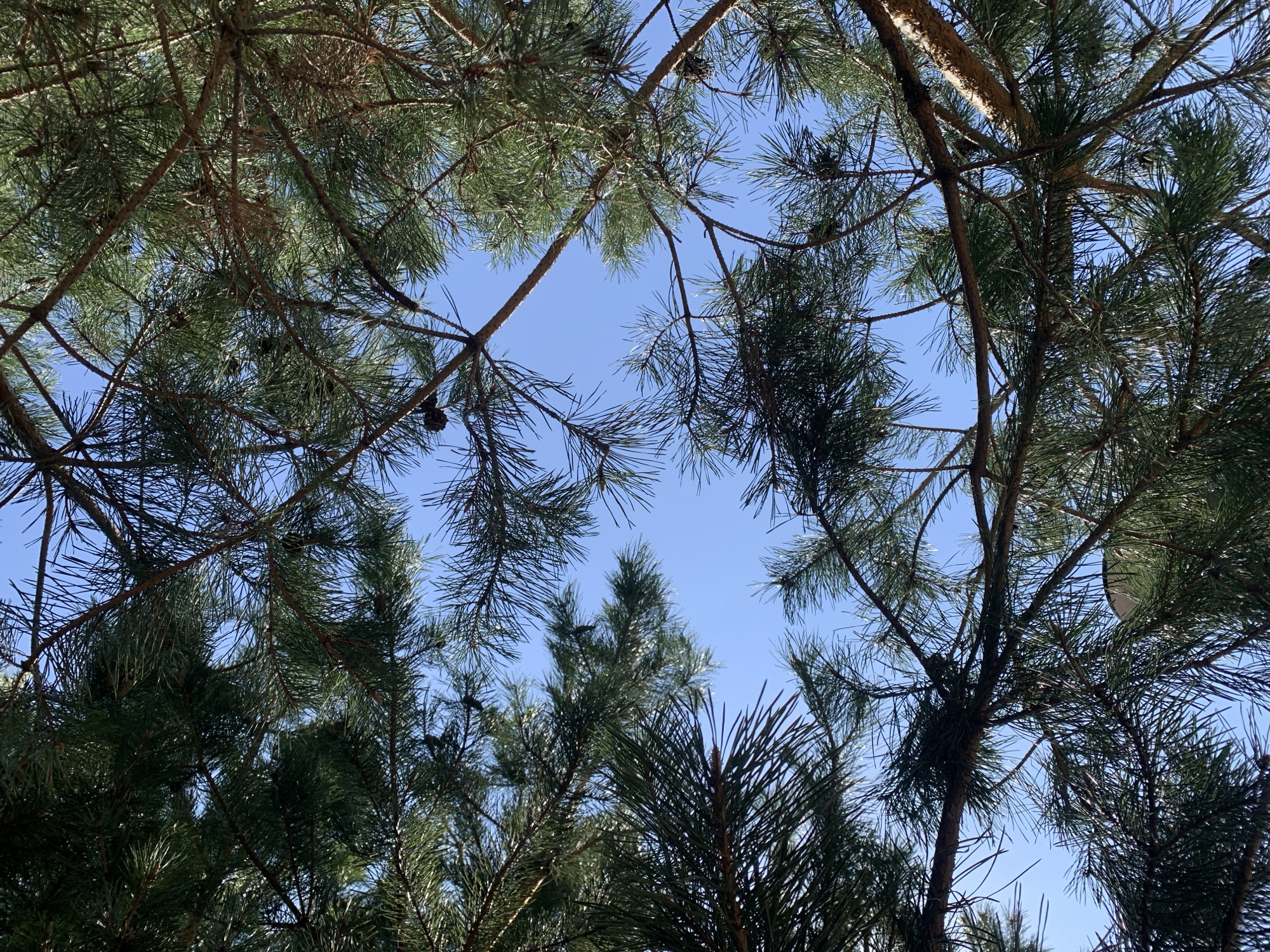 The image shows a view looking up through pine trees towards a clear blue sky. The location in the city of Chaikovsky, Russia is not discernible from the visual information provided. The scene consists primarily of the foliage and branches of pine trees framing a patch of blue sky. There are some pine cones visible among the branches. The lighting suggests a sunny day.