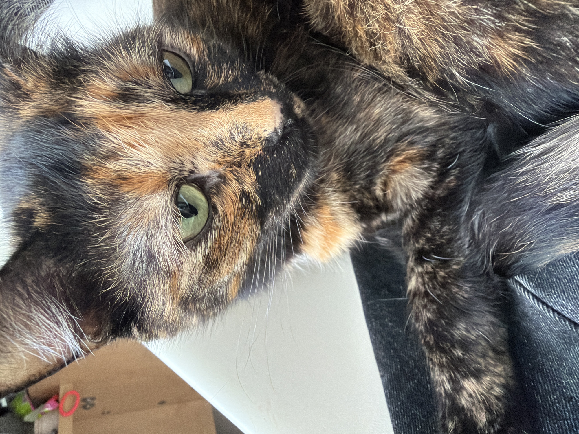 A close-up image features a tortoiseshell cat with green eyes. The cat's fur exhibits a mix of black, brown, and orange tones. The cat is resting its head on a person's leg, which is covered in denim material. The background includes a white surface and a cardboard box with a pink elastic band visible in the lower left corner. The location of the photo is unknown and cannot be determined from the image.