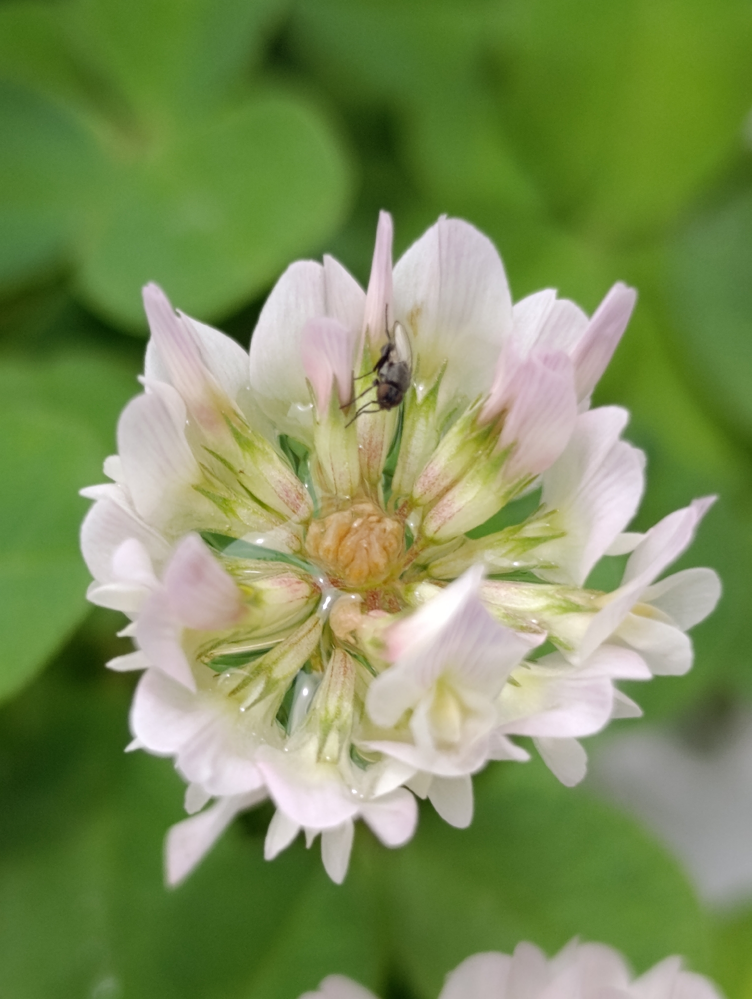 The image shows a close-up, top-down view of a white clover flower, likely in Vashisht, India. A small, dark insect, possibly a fly, is perched on one of the flower's petals, near its center. The flower is in bloom, with delicate white petals tinged with pink at the tips. The center of the flower is a cluster of green and pale yellow structures, some of which appear wet, possibly from dew or rain. The background is a soft blur of green, suggesting more foliage, like clover leaves. The lighting appears natural, suggesting daytime. The focus is sharp on the flower and the insect, while the background is intentionally blurred to emphasize the main subjects. There is no visible text in the image.