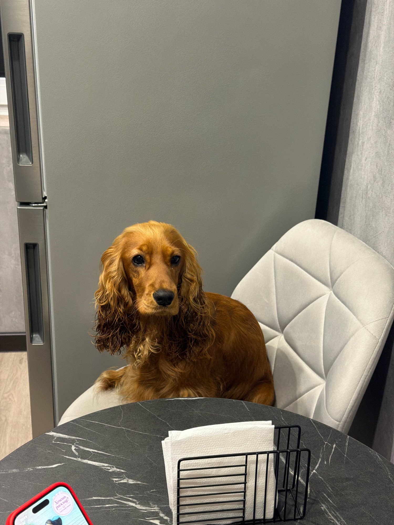 A brown cocker spaniel dog sits on a white upholstered chair in front of a grey refrigerator. The dog is facing forward, looking directly at the camera with its ears hanging down. In the foreground, a black marble table has a black metal napkin holder filled with white napkins. To the left of the napkins, the corner of a red-cased smartphone is visible, displaying an image with text in Russian. The background features a textured grey wall. The scene appears to be indoors, possibly in a kitchen or dining area, and could be located in Minsk, Belarus, as suggested by the smartphone's interface language.
