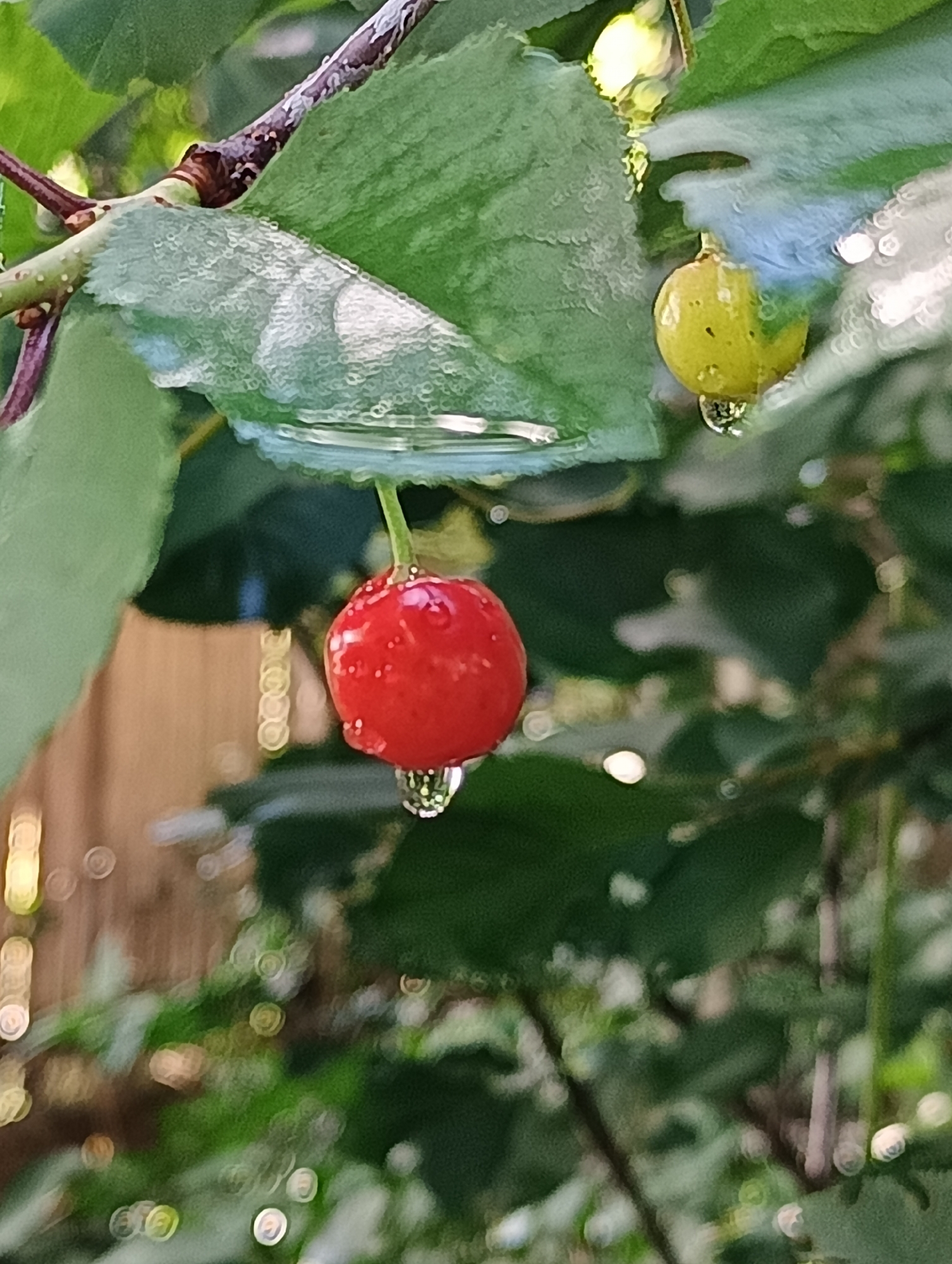 The image depicts a close-up view of two berries and associated foliage, located in the city of Biliaivka, Ukraine.
In the lower center of the frame, a prominent, spherical, ripe red berry hangs from a thin green stem. Its surface is covered with multiple small, clear water droplets, and a larger, elongated water droplet is suspended from its lowest point. Directly above this red berry, a large green leaf forms a partial canopy. The underside of this leaf holds a distinct pool of clear water, which reflects a faint blue light. Numerous smaller water droplets are also visible on the leaf's surface.
To the upper right of the red berry, a second, less defined, yellow-green berry is partially visible, also appearing wet with water droplets, and hanging from a stem. This yellow-green berry is less in focus than the red one. A textured, dark brown and grey branch extends diagonally from the upper left, partially obscured by green leaves. The immediate foreground and background consist of heavily blurred green foliage, creating numerous circular light reflections (bokeh) across the frame. A bright, almost white light source is visible in the upper right background, and a blurred, light brown or tan structure is present in the mid-left background. No human figures or direct actions are depicted. The scene captures natural elements, specifically berries and leaves, covered in water.