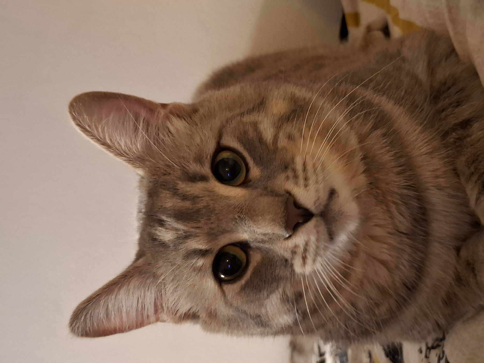 A close-up, eye-level, head-on shot shows a tabby cat looking directly at the camera. The cat is light brown with darker brown stripes. Its eyes are green and wide. The cat's ears are pointed and alert. The background is a plain, light-colored wall and the cat is sitting on a patterned blanket. The image was taken indoors.
