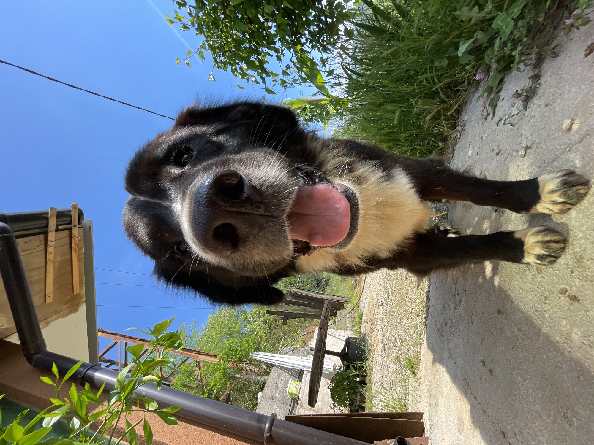 This image, taken in Zlatograd, Bulgaria, presents a close-up, low-angle view of a friendly-looking black, white, and tan dog. The dog's large, dark snout, prominent whiskers, and wide-open mouth with a pink tongue extended are central to the frame, giving the impression that it is looking directly down into the camera. Its dark eyes are partially visible above its snout. The fur on its face and back is predominantly black, while its chest and parts of its paws show white and tan markings.
The setting is outdoors on a bright, sunny day, indicated by the clear blue sky that dominates the upper portion of the image. Lush green foliage, including trees and grass, frames the scene, particularly on the top and right sides. The dog's paws rest on a concrete path, which has patches of grass growing along its edges.
On the left side of the frame, a dark drainage pipe is visible, running along a building structure. Behind it, wooden beams and other rustic structures suggest a residential or semi-rural environment. In the mid-ground, a gravel path can be seen, leading to more distant green vegetation and additional wooden or metallic structures. A thin, dark cable or power line stretches across the clear sky in the upper left. The overall impression is one of a cheerful encounter with a dog in a vibrant, outdoor setting. There is no visible text in the image.