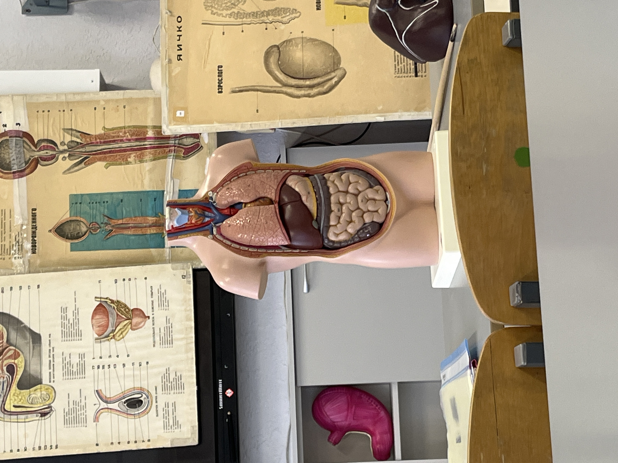The image shows a classroom in what is likely a school or educational facility in Chaikovsky, Russia. The room is filled with anatomical models and diagrams. Visible items include:
* A partial torso model of the human anatomy, displaying internal organs.
* Anatomical diagrams on aged paper, including depictions of the eye and reproductive system, with text in Russian.
* Wooden shelving with metal supports, possibly part of a teaching aid or demonstration table.
* A red anatomical model, perhaps of a kidney.
* A TV or monitor set near one of the diagrams.
The environment suggests an educational setting focused on biology or human anatomy. The materials and condition suggest that the classroom might be old or historic.