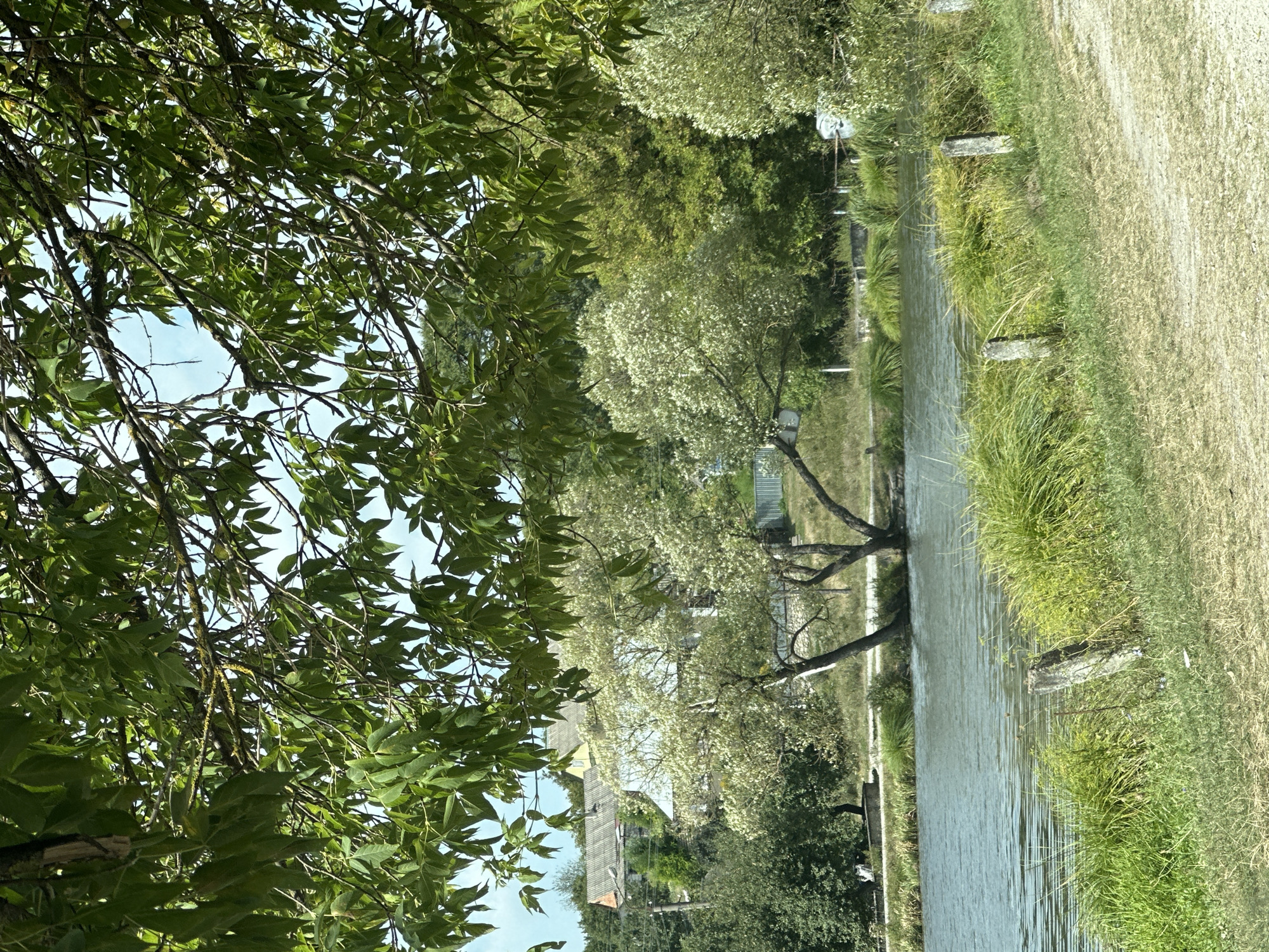 The image depicts a serene lakeside scene in Makiv, Ukraine, dominated by lush green foliage and a calm body of water. In the foreground, a dirt path runs along the right side of the frame, bordered by vibrant green grass and tufts of tall reeds. Several weathered wooden posts, likely markers or remnants of a fence, are spaced along the edge of the path. The lake, a tranquil expanse of blue-green water, occupies the lower half of the image, reflecting the overcast sky and surrounding greenery. On the far bank of the lake, a cluster of trees with light-colored, possibly flowering, foliage stands prominently. Behind these trees, nestled on a gentle incline, are several houses with grey and yellow roofs, indicative of a small rural settlement. The background is a dense tapestry of green trees and vegetation, suggesting a natural, wooded environment. Overhead, the branches of a large tree with abundant green leaves frame the upper portion of the image, casting dappled shadows and adding a sense of depth. The sky is a pale blue with hints of white clouds, visible through the canopy. The overall impression is one of quiet rural life, harmoniously integrated with the natural landscape.