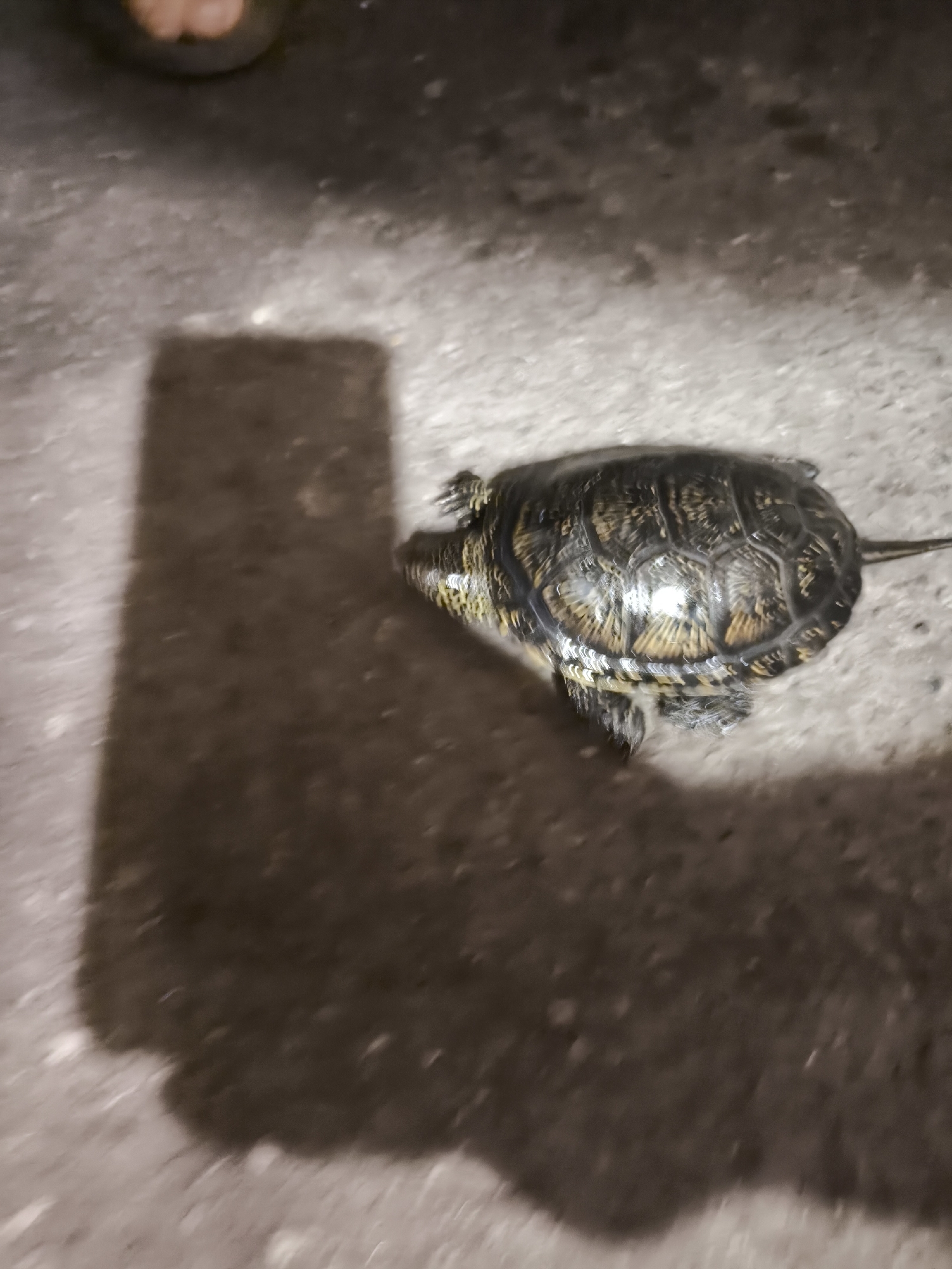 A small turtle is on a concrete surface, casting a long shadow to its left. The turtle is dark brown and yellow, with a patterned shell. The background is out of focus and appears to be a dark, rough surface. The image is blurry and appears to have been taken at night or in low light. There is no identifiable context for the location within the city of Zaporizhzhia, Ukraine.