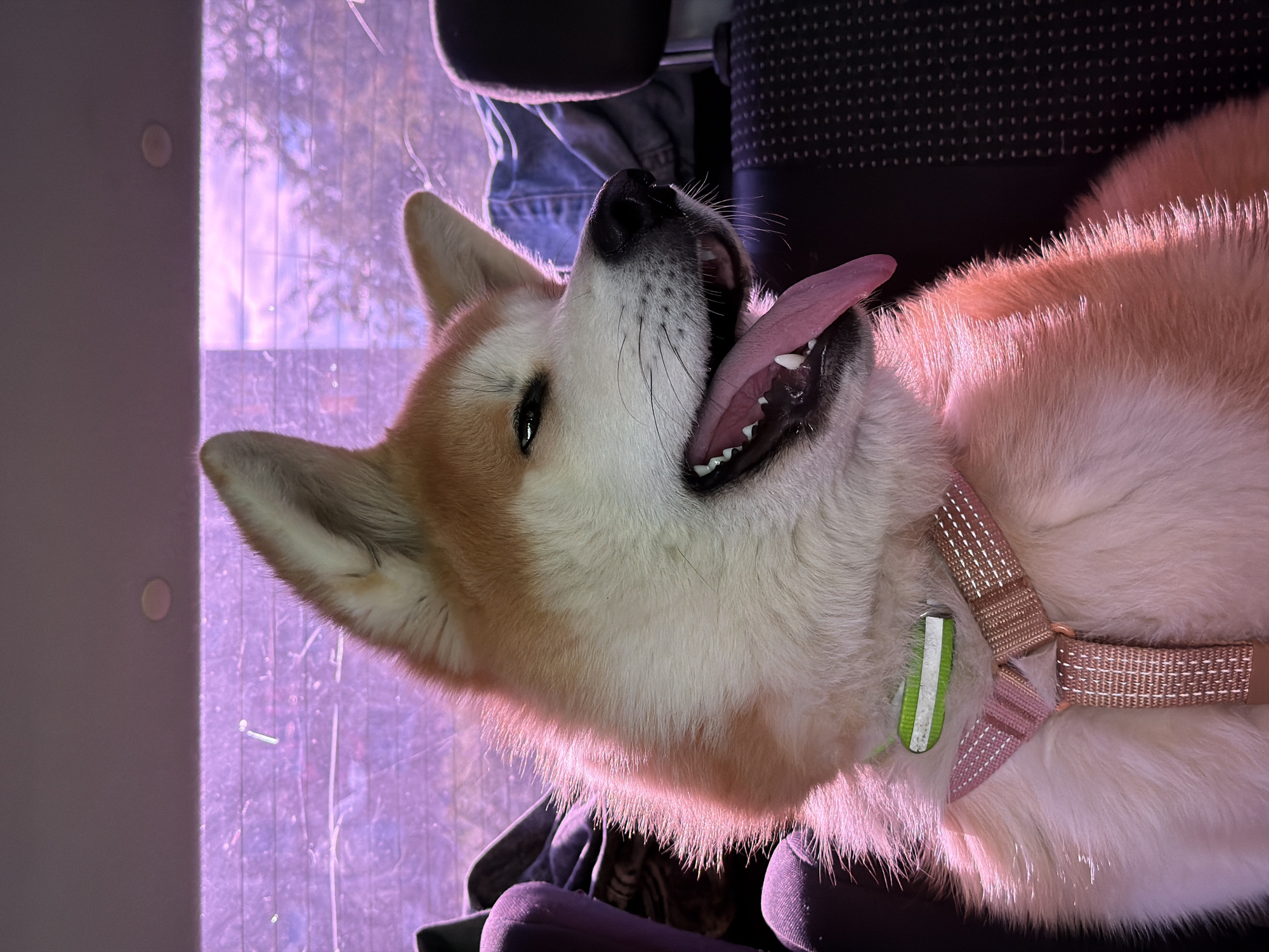 An Akita dog is in the back seat of a car, looking out the window. The dog's fur is illuminated by pinkish light. The dog is wearing a pink collar and a green tag. The background shows trees and sky through the car window. The location is the city of Chaikovsky, Russia.