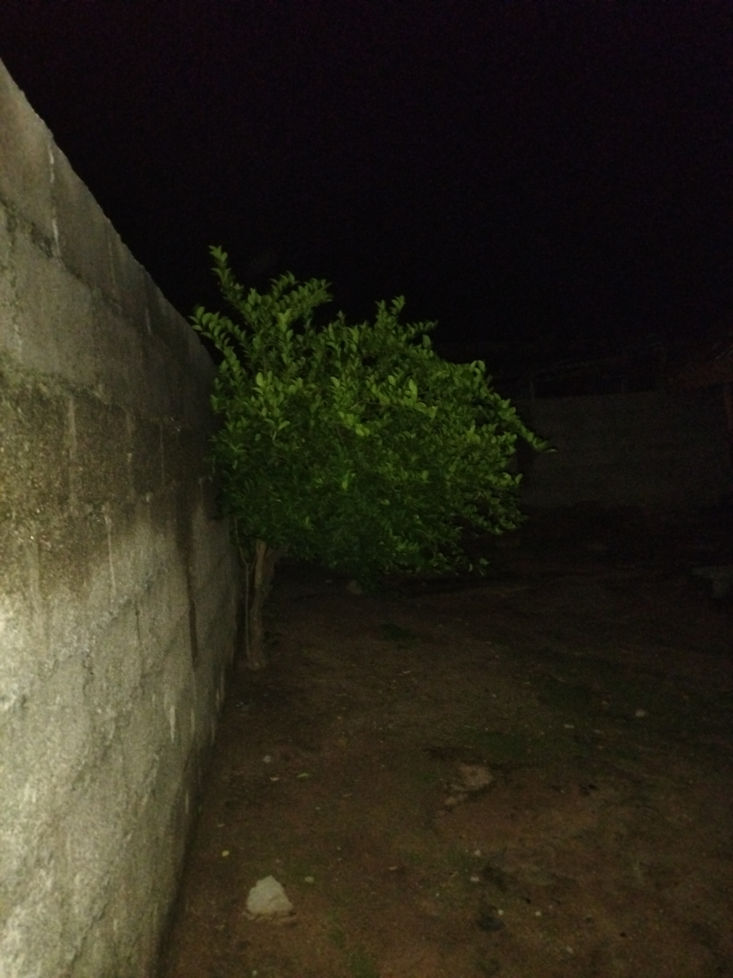 An outdoor shot at night shows a grey concrete block wall on the left, with a dense green bush adjacent to it. The ground is composed of dirt and scattered small rocks. The background is dark, suggesting it is nighttime. The scene is located in Jalingo, Nigeria.