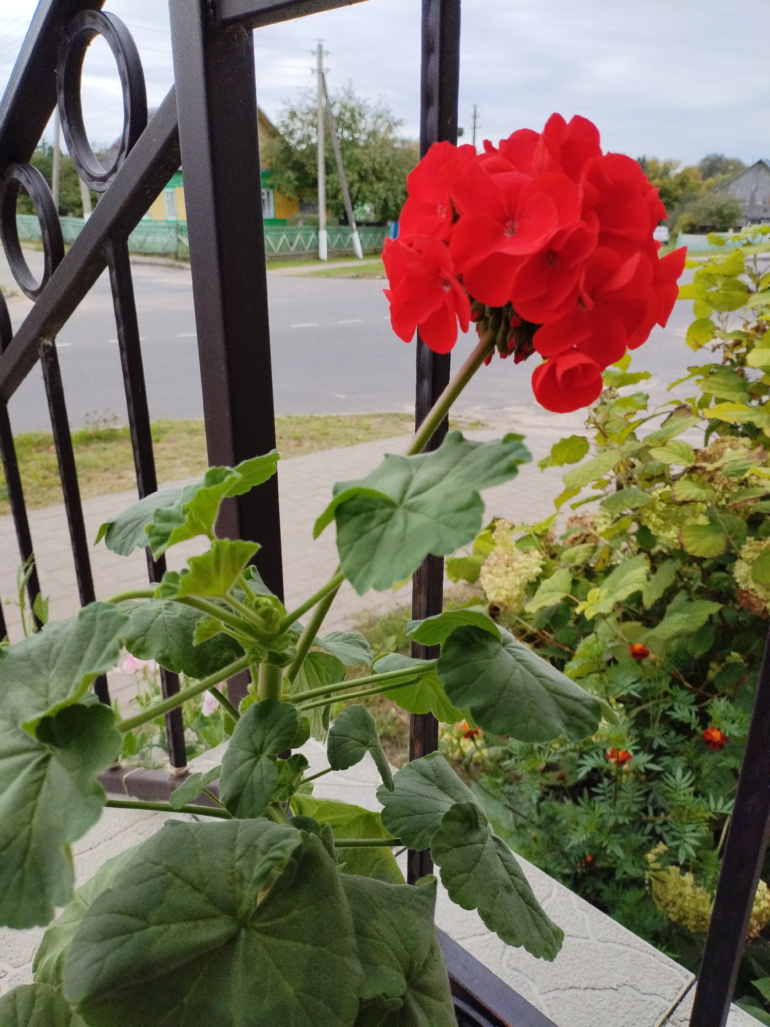An outdoor, eye-level shot features a vibrant red geranium in the foreground, its large, textured leaves and a cluster of bright red blossoms dominating the right half of the frame. The plant is positioned behind a dark metal railing. In the background, a paved sidewalk runs parallel to a road. Beyond the sidewalk, a residential area is visible, with houses and trees lining the street. The sky is overcast. The scene is likely situated in Bialynichy, Belarus, as indicated by the presence of typical Belarusian architecture and landscaping.