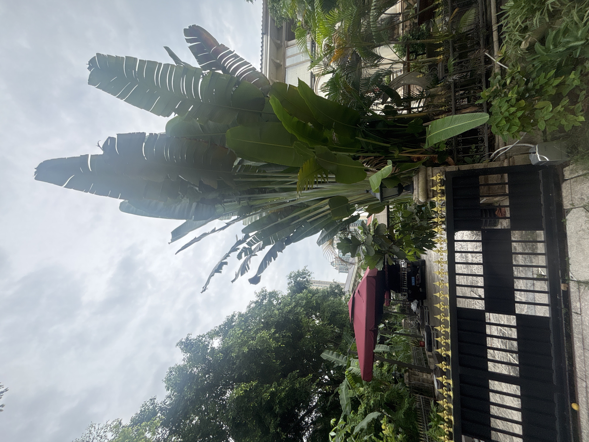 A low-angle, wide shot captures a lush, tropical outdoor scene on an overcast day in Nanhai District, China. In the foreground, a black metal gate with ornate gold accents stands before a paved driveway. A large, imposing Traveler's Palm tree dominates the center of the frame with its broad, fan-like leaves reaching towards the sky. To the left of the palm tree, a vibrant green, leafy tree provides a dense canopy. Beyond the gate and driveway, a dark-colored SUV is parked near a building with a white facade and a light-colored tiled roof. Two large, red umbrellas are open, suggesting an outdoor seating area. Lush foliage and smaller palm trees surround the property, with a black lamppost situated near the gate's entrance. The sky is filled with soft, gray clouds.