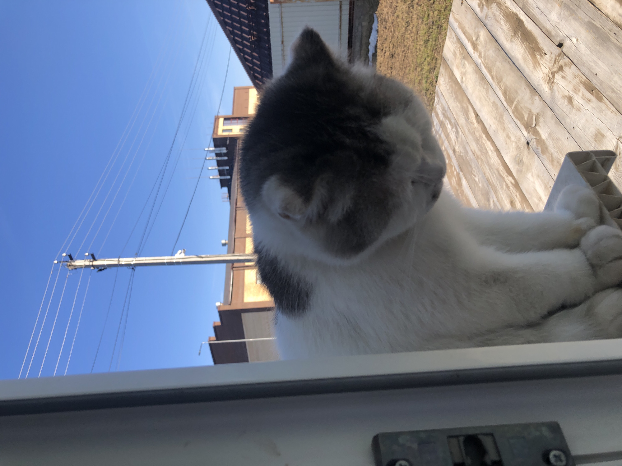 A white and grey cat is captured in a low-angle shot, resting on what appears to be a windowsill or ledge, looking out into a sunny outdoor scene. The cat is predominantly white with patches of dark grey fur covering its head, ears, and parts of its back. It is curled up with its paws tucked in, and its head is slightly turned away from the camera.
In the background, under a clear, bright blue sky, a utility pole laden with numerous power lines stands prominently on the left. Further to the right, a multi-story building with brown and tan sections is visible. To the right of the cat, a weathered wooden fence or structure with horizontal planks is brightly lit by the sun, casting subtle shadows. A small patch of dry grass or earth can also be seen. The scene suggests a clear, sunny daytime. No text is visible. The image's perspective indicates it was taken from indoors, looking up and out. The location context is Noviy, Russia.