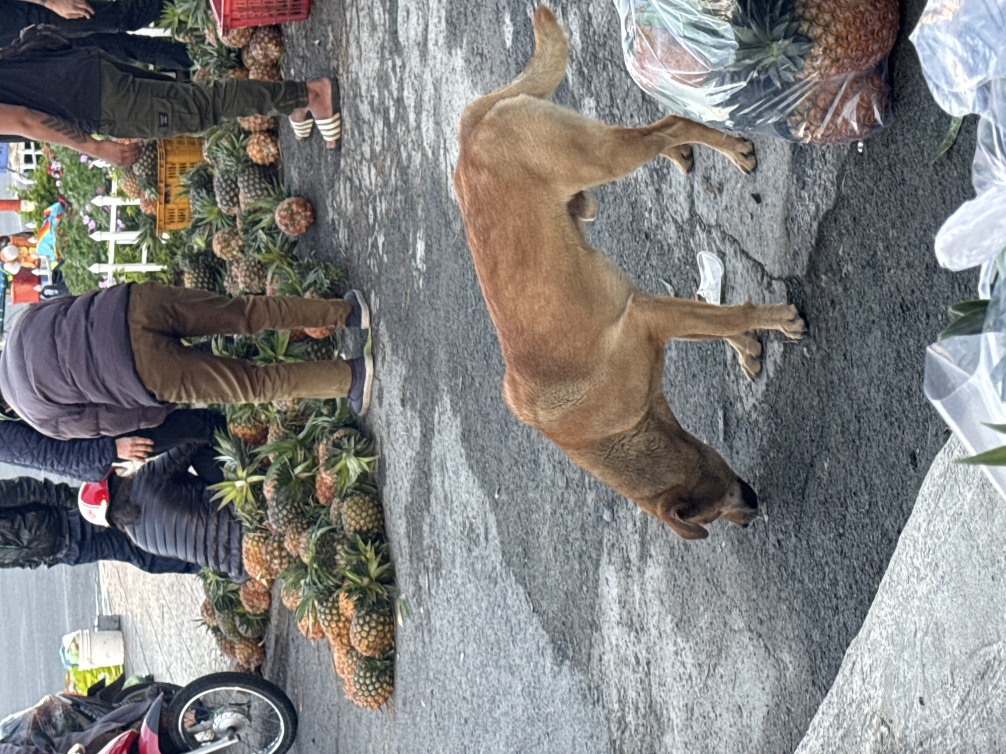 In Da Lat, Vietnam, a street scene unfolds with a brown dog sniffing the asphalt in the foreground. Behind the dog, a large pile of pineapples is visible. Several people are present in the background, some standing and others seated. One person wears a red and white helmet, and another is dressed in a black puffer jacket. A red motorcycle is parked on the left side of the image. The ground is paved, and there appears to be a market or street vendor setup with various items displayed.