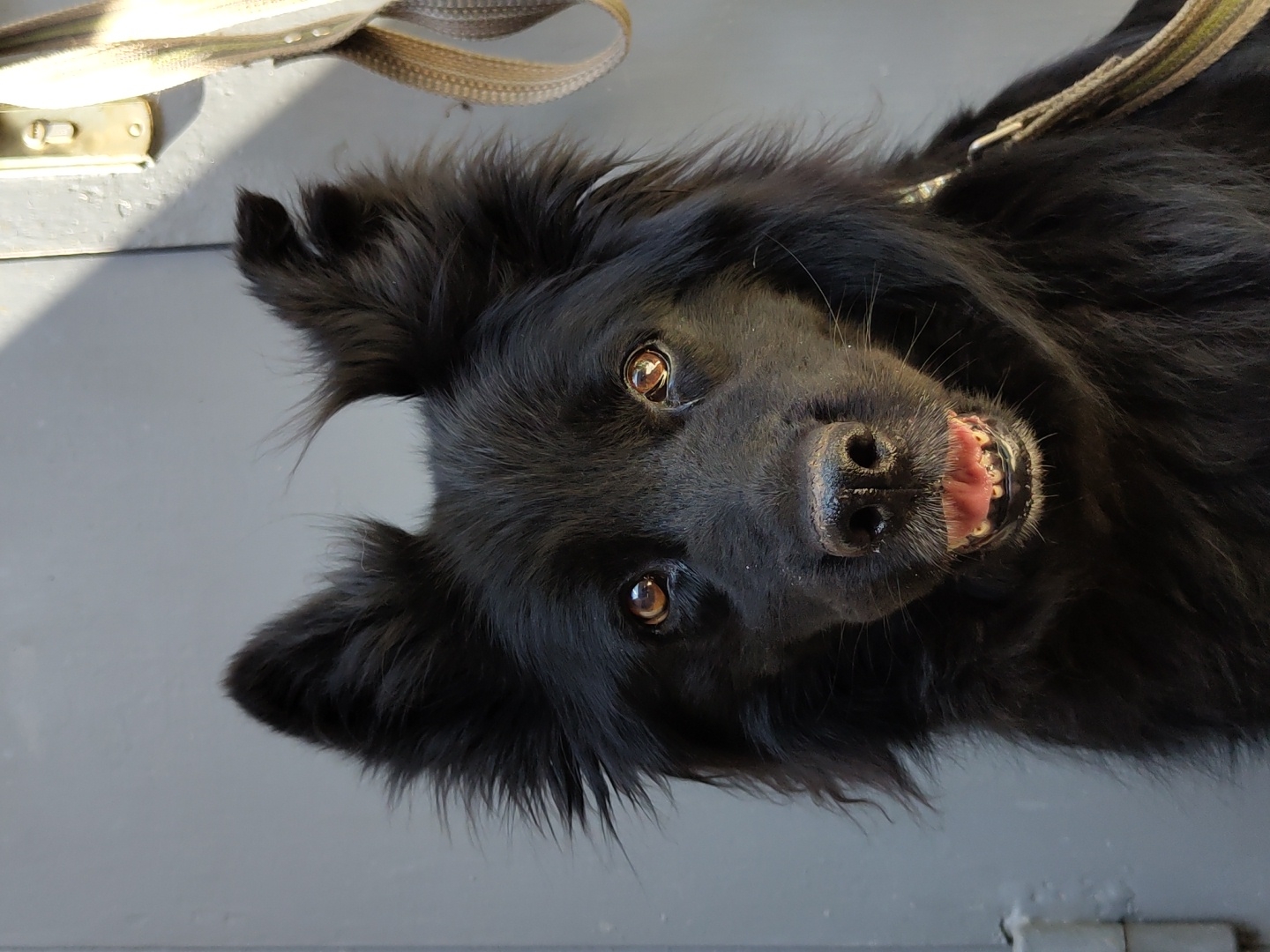 A black dog with brown eyes and a fluffy coat is pictured lying on a gray surface, possibly concrete or pavement. The dog is looking up at the camera with its mouth slightly open, revealing its tongue and teeth in what appears to be a panting or smiling expression. Sunlight casts a shadow on the left side of the image, suggesting it is daytime. The dog is wearing a collar with a leash attached, which is visible at the top of the frame. The background is plain and unadorned, with only the gray surface and the dog's leash visible. There is no discernible text in the image.