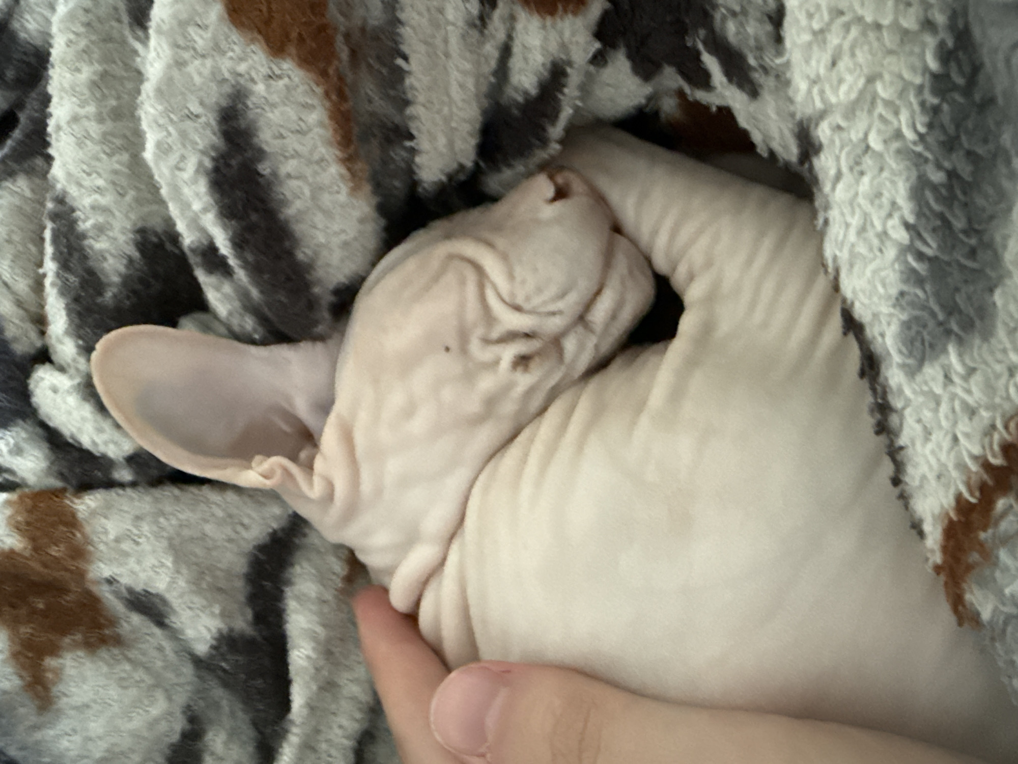 A hairless cat is sleeping on a gray, brown and black patterned blanket. A human hand is touching the cat. The location is not discernible from the image.