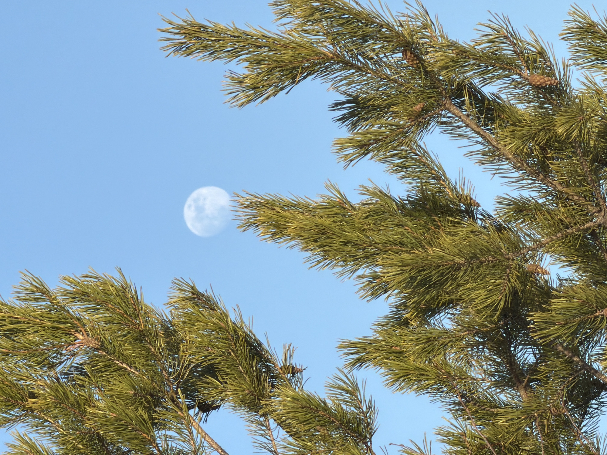 The image shows a view of a tree with green needles and several brown pine cones against a pale blue sky. A bright, circular object resembling the moon is visible through a gap in the branches. Given the prompt's mention of Chaikovsky, Russia, the location is assumed to be there, although the image does not provide explicit confirmation of the location. No people are visible.