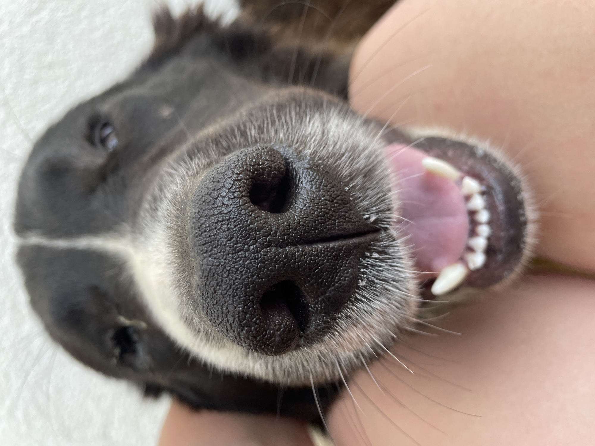 A close-up, upside-down view of a dog's face. The dog has a black nose, gray and white fur around the muzzle, and white teeth. The pink tongue is visible in the dog's open mouth. The dog has dark fur on its head, with a white stripe running down the forehead. The background is blurred and out of focus. There is no indication of the city of Zlatograd, Bulgaria in the image.