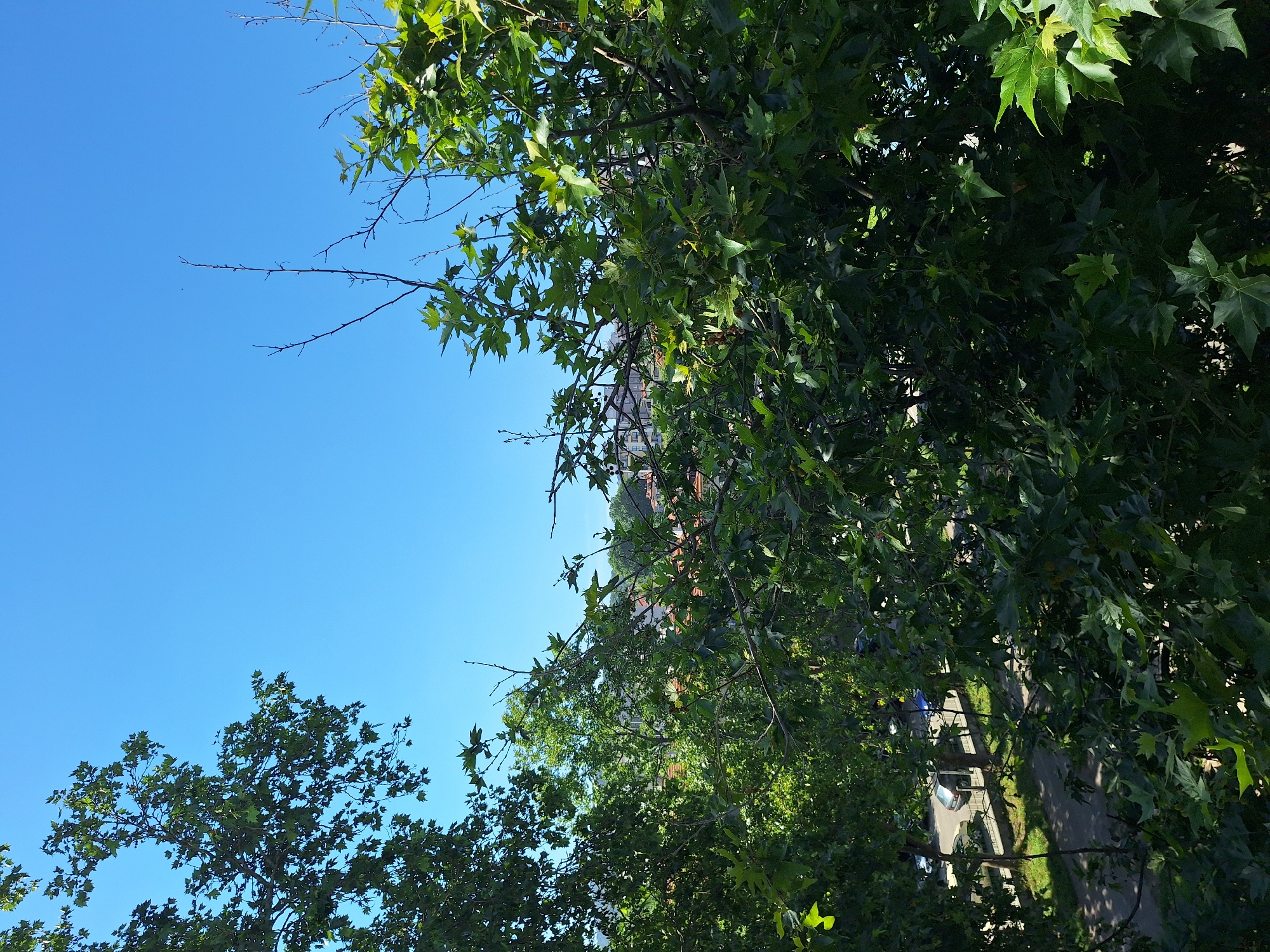 The image captures a view from a higher vantage point, looking down and outwards towards a city street and buildings, partially obscured by lush green foliage. The foreground is dominated by the leaves and branches of trees, with some sunlight filtering through. In the mid-ground, a paved road runs horizontally, bordered by a sidewalk and a fence. Several parked cars, including a silver hatchback and a blue sedan, are visible on the road. Beyond the street, residential buildings with reddish-tiled roofs are nestled among more trees. The sky above is a clear, bright blue. The scene appears to be set in a city like Varna, Bulgaria, given the architectural style of the buildings and the presence of trees lining a street, indicative of an urban park or residential area.