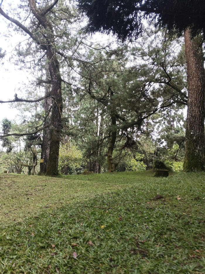 The image displays an outdoor, forested environment located in Tah, Vietnam. The foreground consists of dense, matted green grass covering gently undulating terrain, with scattered brown organic debris visible within the grass. Several mature trees dominate the midground and background, characterized by thick, rough brown bark and extensive canopies of dark green, coniferous foliage. Moss or lichen is observable on some tree trunks and branches. A dark, low, rectangular object, possibly a stone or concrete structure, is situated on the grass in the mid-right. The background shows a continuation of dense tree cover, with lighter green foliage suggesting further distant vegetation. The sky, visible through gaps in the tree canopy, is uniformly bright and overcast, indicating diffused natural lighting. No human subjects, animals, or observable actions are present within the scene.