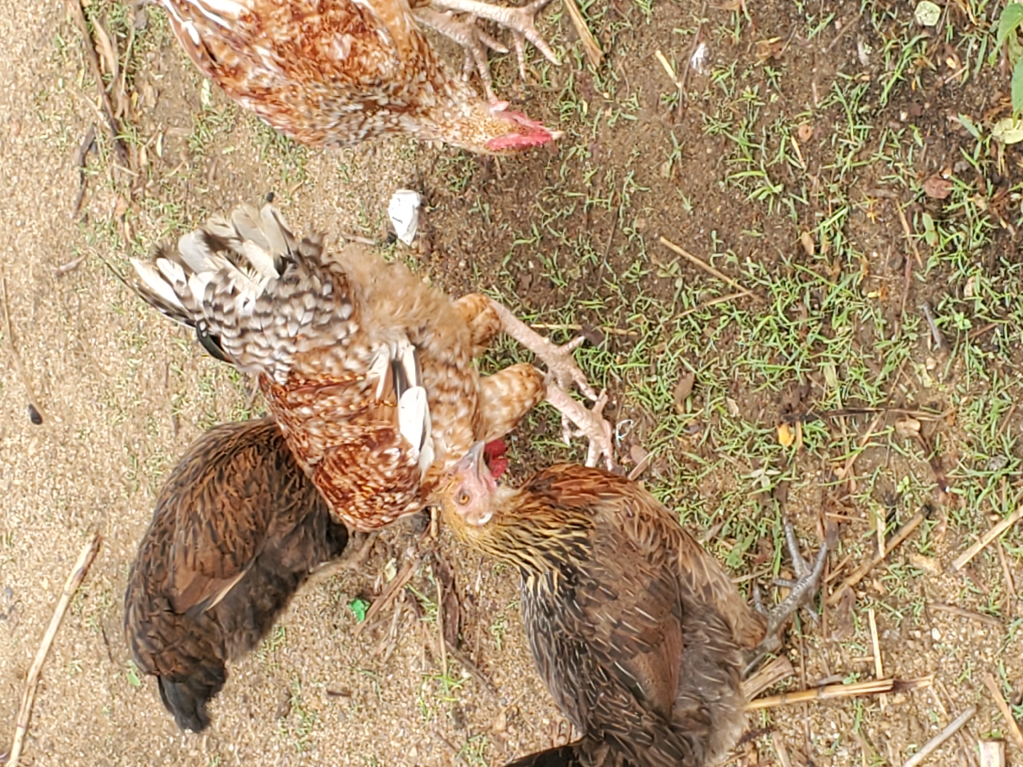 The image displays three chickens foraging on a patch of dry, sandy ground with scattered green grass and twigs. One chicken, predominantly brown with yellow markings on its neck and head, is in the foreground on the left, looking towards the right. Behind it and slightly to the right, another chicken with a mottled brown and white plumage is facing away from the camera, revealing its tail feathers. On the far right, a third chicken, with a patterned brown and white body, is pecking at the ground. The setting appears to be an outdoor area, possibly a yard or a rural environment in Kabwir, Nigeria. The lighting suggests it is daytime.