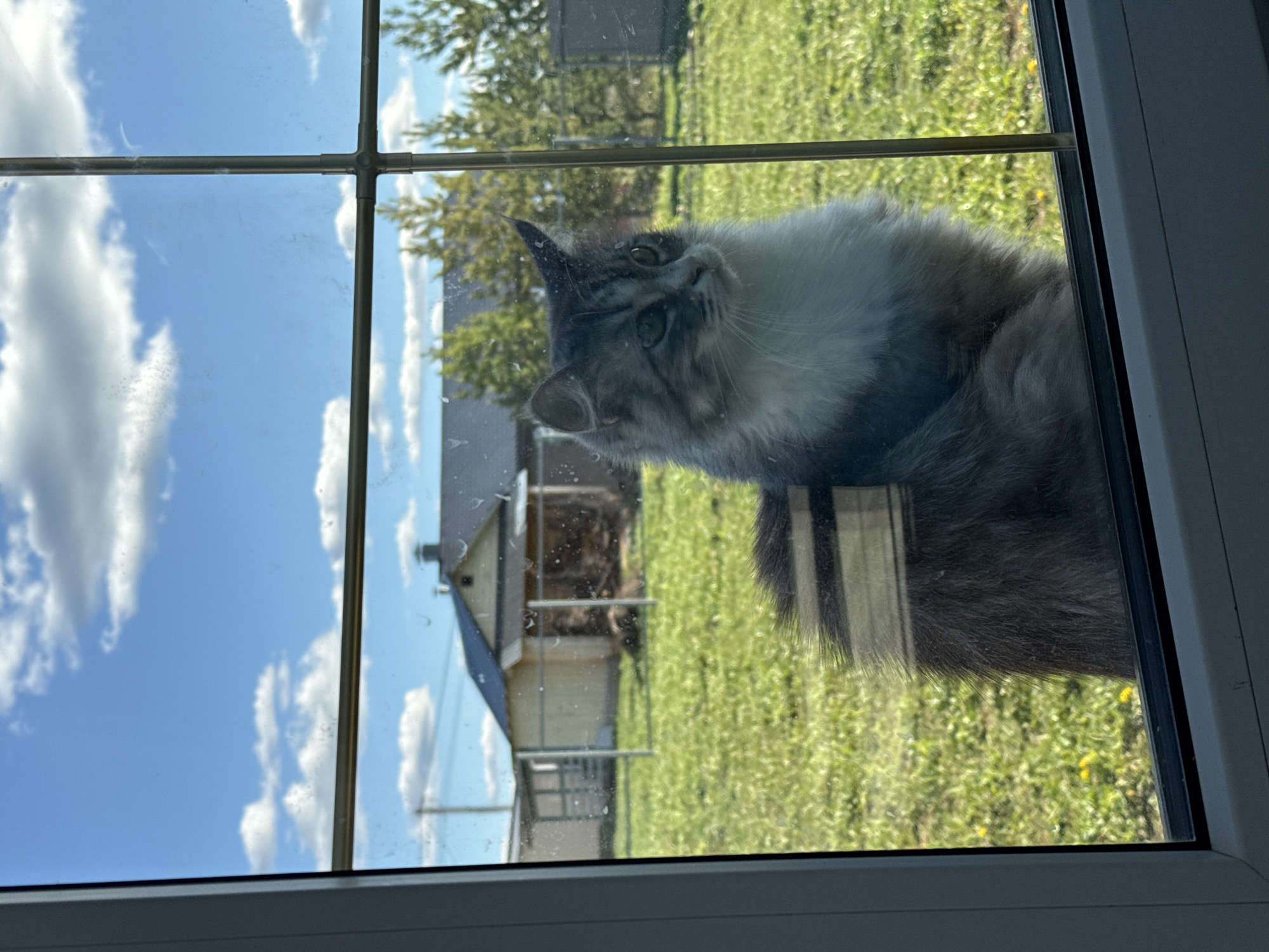 A gray and white cat peers into a window, its face close to the glass. The window has a grid-like pattern with a view of a bright, sunny day outside. Visible through the window is a green lawn, trees, a fence, and a building with a chimney, possibly a house or shed. The image is taken from inside the window frame, which is white. There is no evidence to indicate the location is Zav'yalovo, Russia.