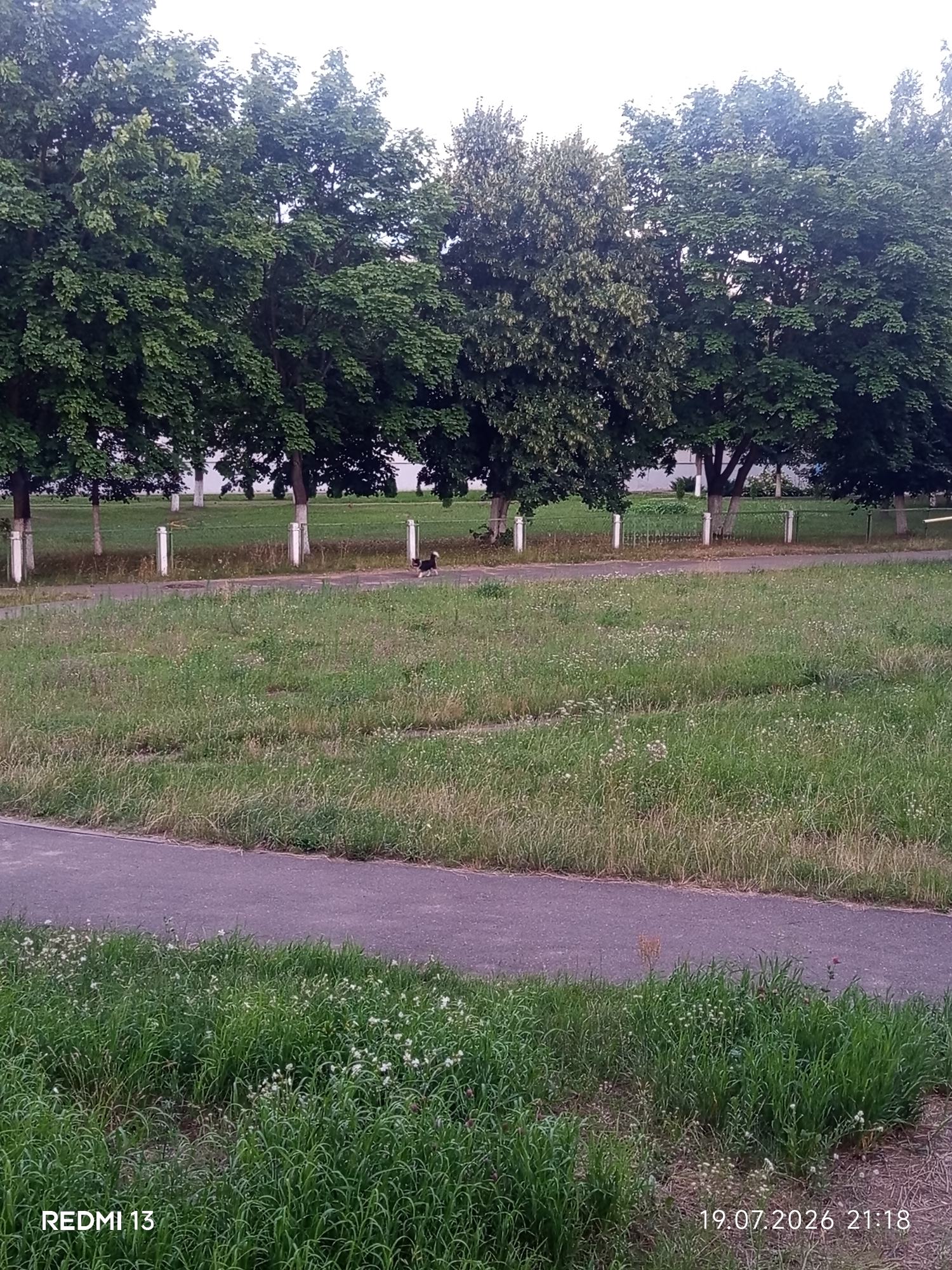 A view of a park area in Barysaw, Belarus, featuring a row of lush green trees along the background. In the middle ground, a paved path curves through a grassy area with scattered white wildflowers. A small black and white dog is visible on the path, walking to the right. The foreground is dominated by tall, green grass and more wildflowers. The image is watermarked with "REDMI 13" in the bottom left corner and "19.07.2026 21:18" in the bottom right corner.