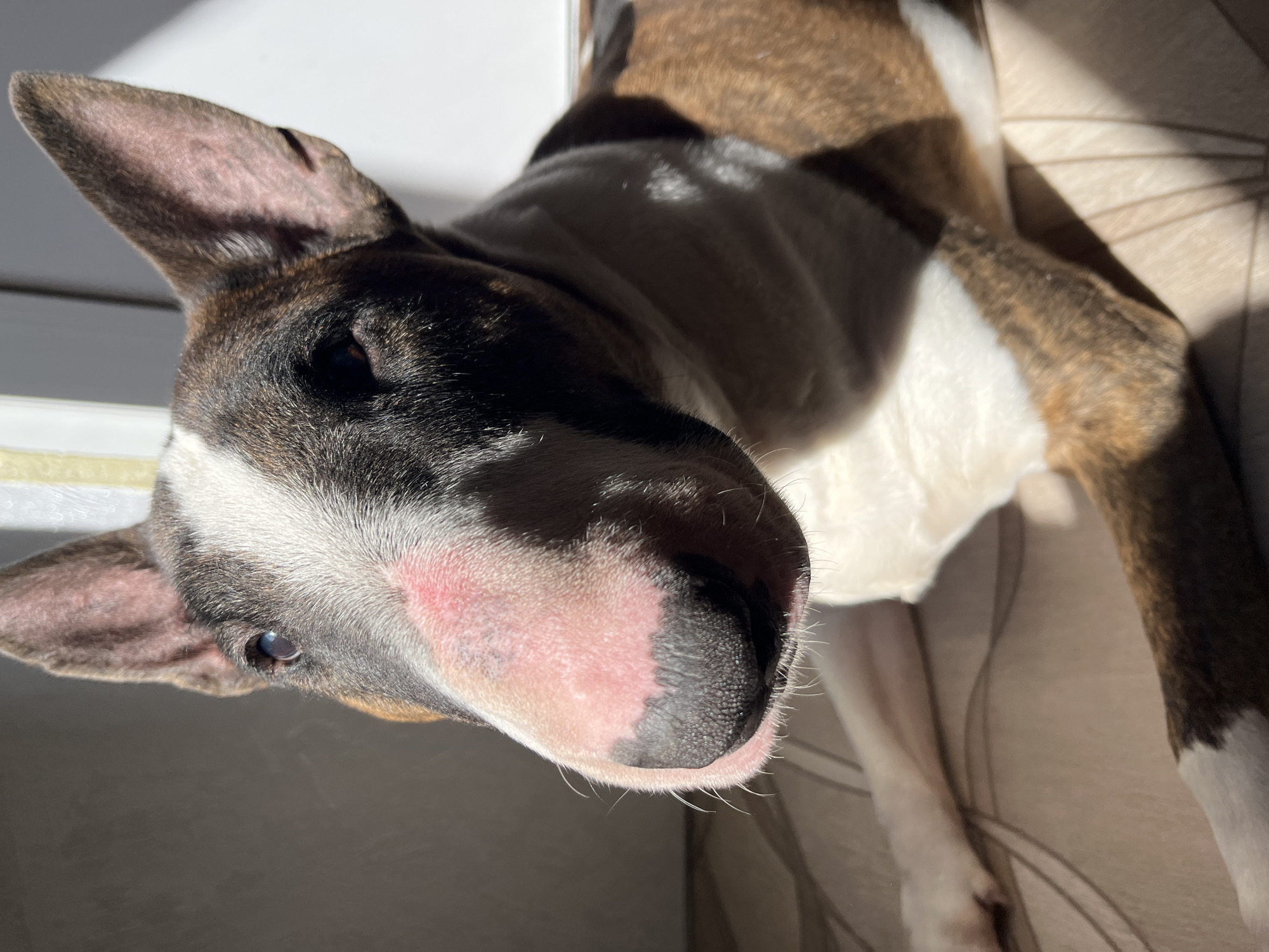 The image captures a close-up, high-angle view of a Bull Terrier dog lying indoors, basking in direct sunlight. The dog, positioned with its head tilted towards the camera, displays distinctive brindle and white markings. Its head is predominantly brown and black brindle, contrasting with a wide white blaze that covers its snout, forehead, and chest. The breed's characteristic egg-shaped head and upright, pointed ears are clearly visible. One ear, in particular, appears to have very short or sparse fur.
A notable detail is the pink area on the dog's snout/cheek, which appears somewhat reddened or sensitive next to its black nose. The dog's dark eyes gaze calmly towards the viewer. Strong, direct sunlight illuminates the scene, creating sharp shadows that indicate bright daytime conditions, likely morning or afternoon. The dog is resting on a light-colored surface, possibly a tiled floor, which features a subtle patterned texture visible in the shadowed areas. A white wall or surface forms the bright background. The overall setting is a sunlit indoor space in Chaikovsky, Russia, where the dog appears to be comfortably relaxing. There is no visible text in the image.