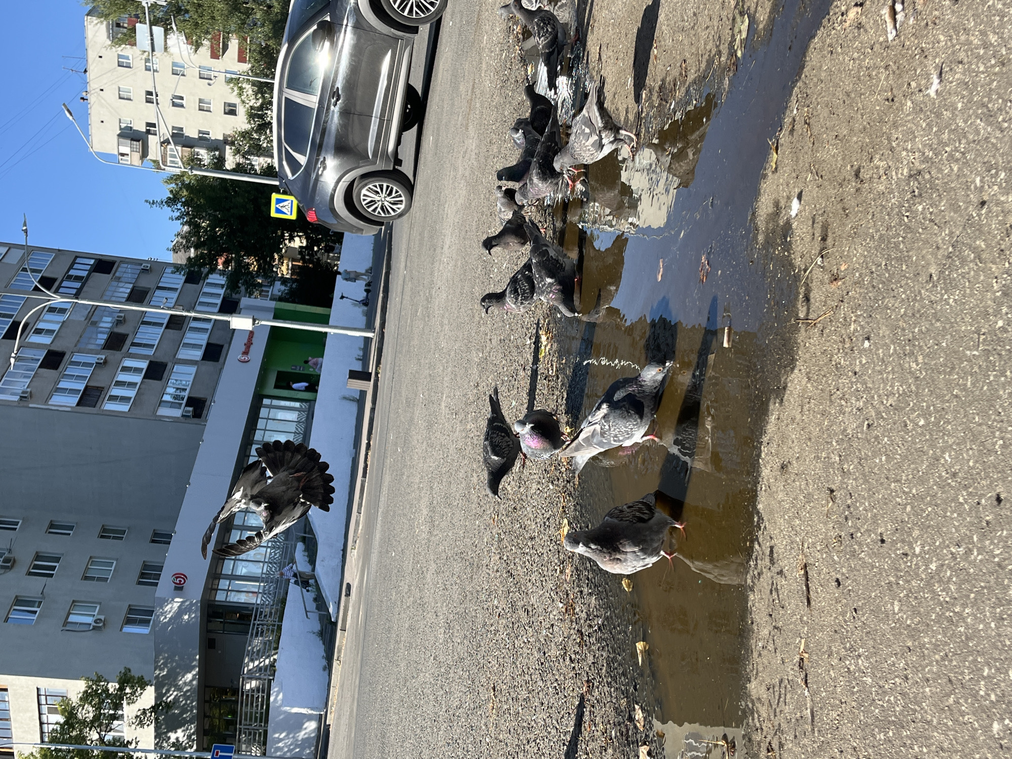A flock of pigeons is gathered around a puddle on an asphalt surface. The scene is in an urban environment, with apartment buildings visible in the background. One building is light gray with numerous windows and air conditioning units. Another building is darker gray and features a green-colored store facade with red lettering that reads "Qiwi." A dark gray car is parked on the left side of the image, partially obscuring the view of the buildings. A pedestrian crossing sign with a yellow diamond shape and a black pedestrian symbol is visible on a pole near the car. The sun is shining, casting shadows and highlighting the wet pavement. One pigeon is captured in mid-flight, its wings spread wide, with the building and sky as a backdrop. The other pigeons are standing or pecking at the water in the puddle, with some appearing to drink. The overall impression is a typical urban scene with wildlife interacting with the environment. The time of day appears to be daytime, likely morning or afternoon, given the strong sunlight and shadows.