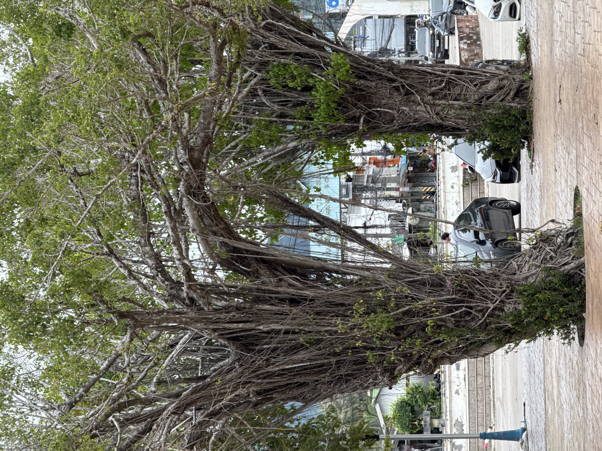 Two large banyan trees dominate the foreground of the image. Their extensive aerial root systems are prominent. The trees are located on a brick-paved sidewalk adjacent to a road in Thong Sala, Thailand. Several parked cars are visible along the roadside. Buildings and electrical wires are visible in the background between the trees. The sky is overcast.