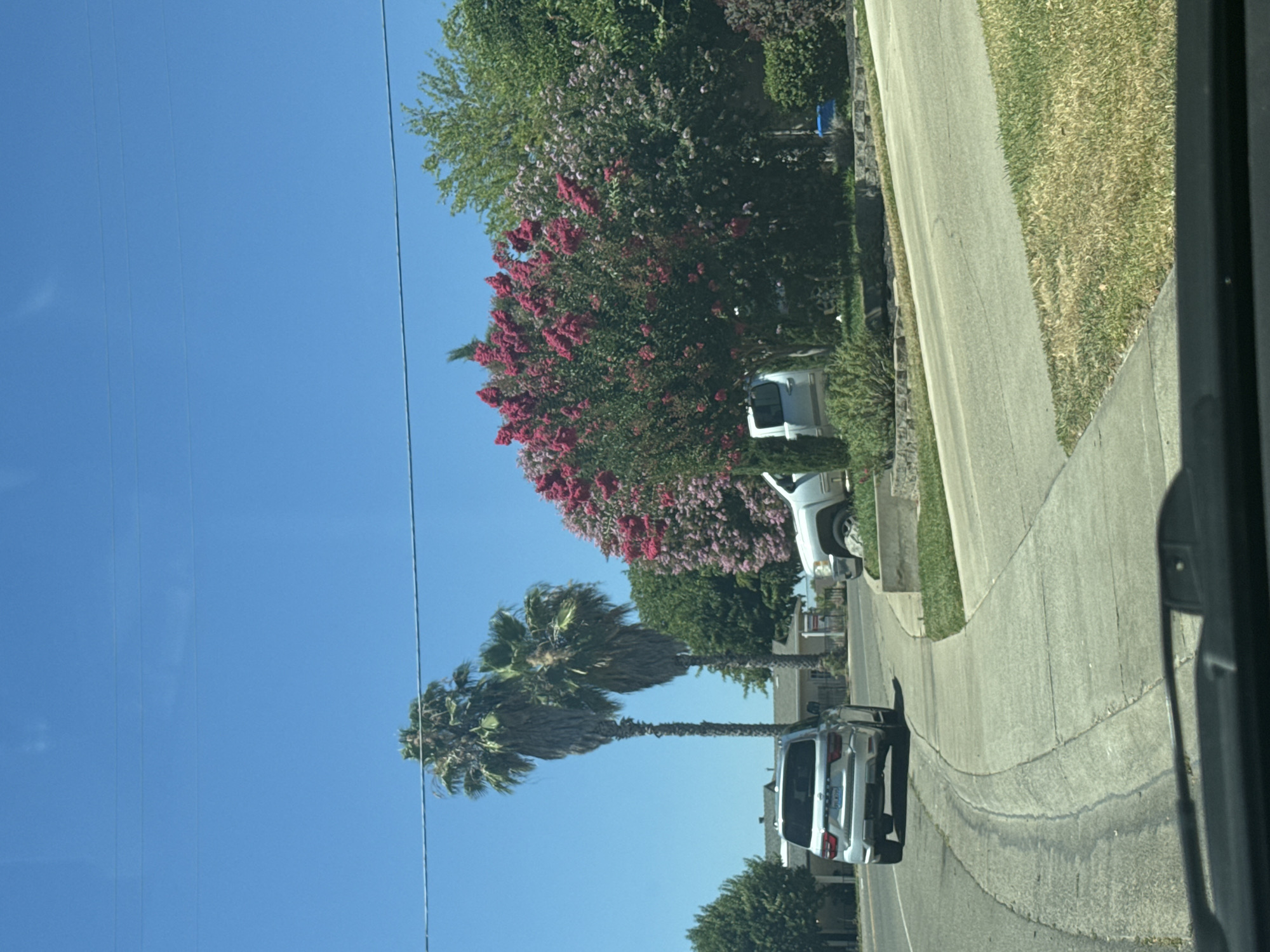 An outdoor, medium-shot, eye-level photograph captures a residential street scene on a clear, sunny day. The foreground shows the dashboard and windshield wipers of a vehicle, indicating the photo was taken from inside a car. The road curves to the left, with a concrete sidewalk bordering it on the right.
In the middle ground, a silver SUV is parked on the left side of the road, facing away from the camera. To the right of the road, a silver pickup truck is parked in front of a property. Two tall palm trees stand prominently in the middle ground, with one slightly taller and to the left of the other. Between the palm trees and the pickup truck, a large flowering tree with bright pink blossoms is in full bloom, along with a smaller tree with lighter pink or lavender blossoms. Lush green trees and bushes fill the background. Residential houses are visible behind the trees on the left side of the street. The environment appears to be a suburban residential area, likely in Citrus Heights, California, United States of America, characterized by well-maintained landscaping and clear blue skies. There are no people visible in the image.
