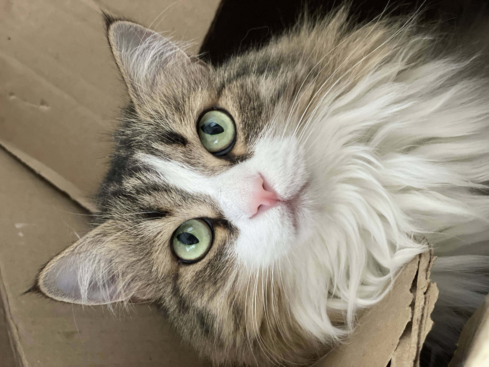 A close-up, eye-level, vertical shot shows a fluffy, long-haired cat with green eyes and a pink nose peeking out of a cardboard box. The cat has brown, white, and grey tabby markings on its head and chest. The background is the interior of the cardboard box. The image does not contain any identifiable landmarks or features that would suggest a specific location within the city of Izhevsk, Russia.