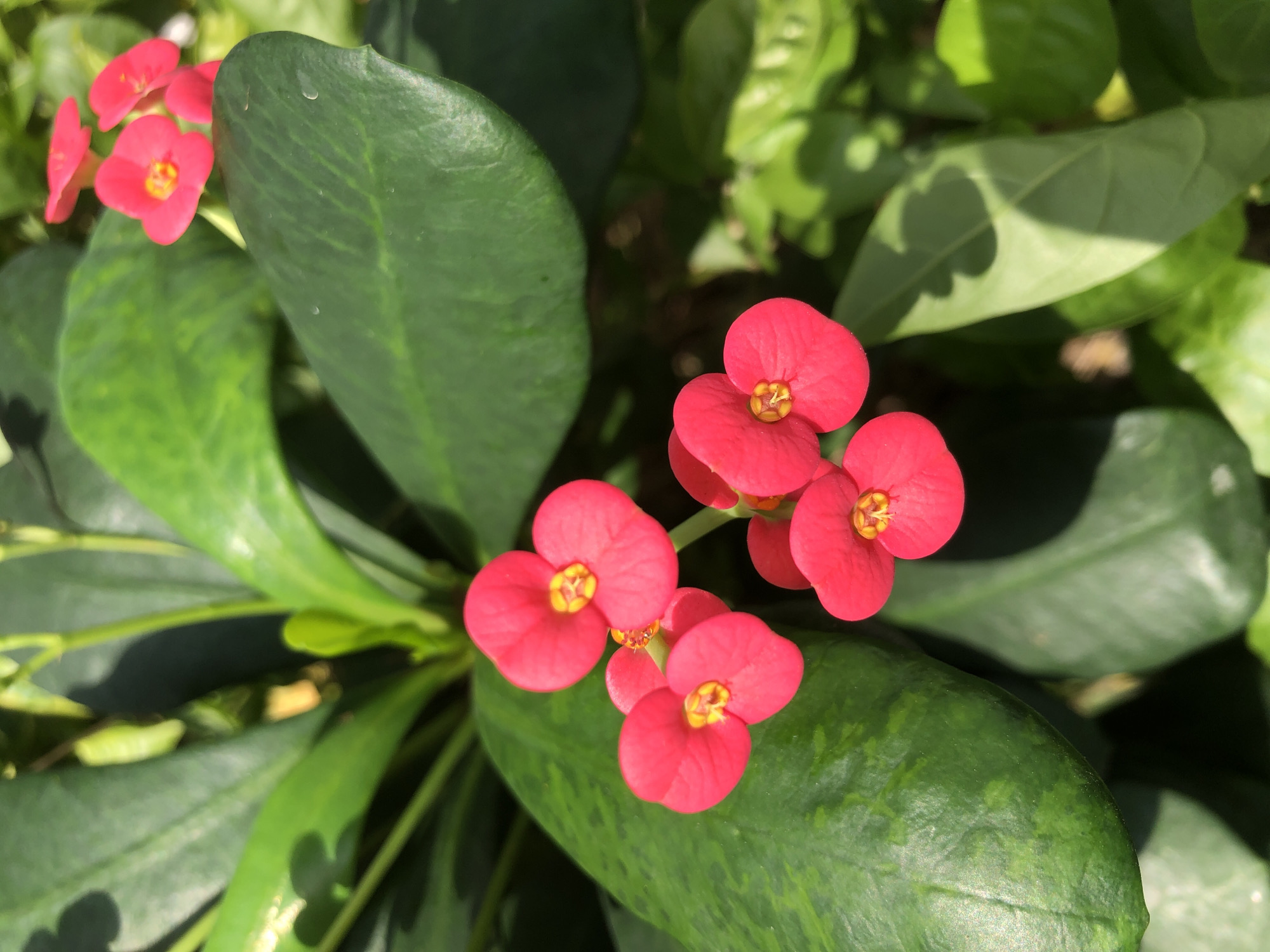 This media file is a close-up, overhead shot of several bright pink flowers with yellow centers, likely Crown of Thorns flowers, clustered together amidst lush green leaves. The leaves are broad and waxy, with some showing subtle variegation. The lighting suggests it's daytime, with sunlight casting shadows on some of the leaves, indicating an outdoor setting. The focus is sharp on the flowers and immediate foliage, with the background softly blurred, highlighting the vibrant colors of the blooms. The scene evokes a sense of natural beauty and tranquility. There is no visible text in the image. The location context is Ilado, Nigeria.
