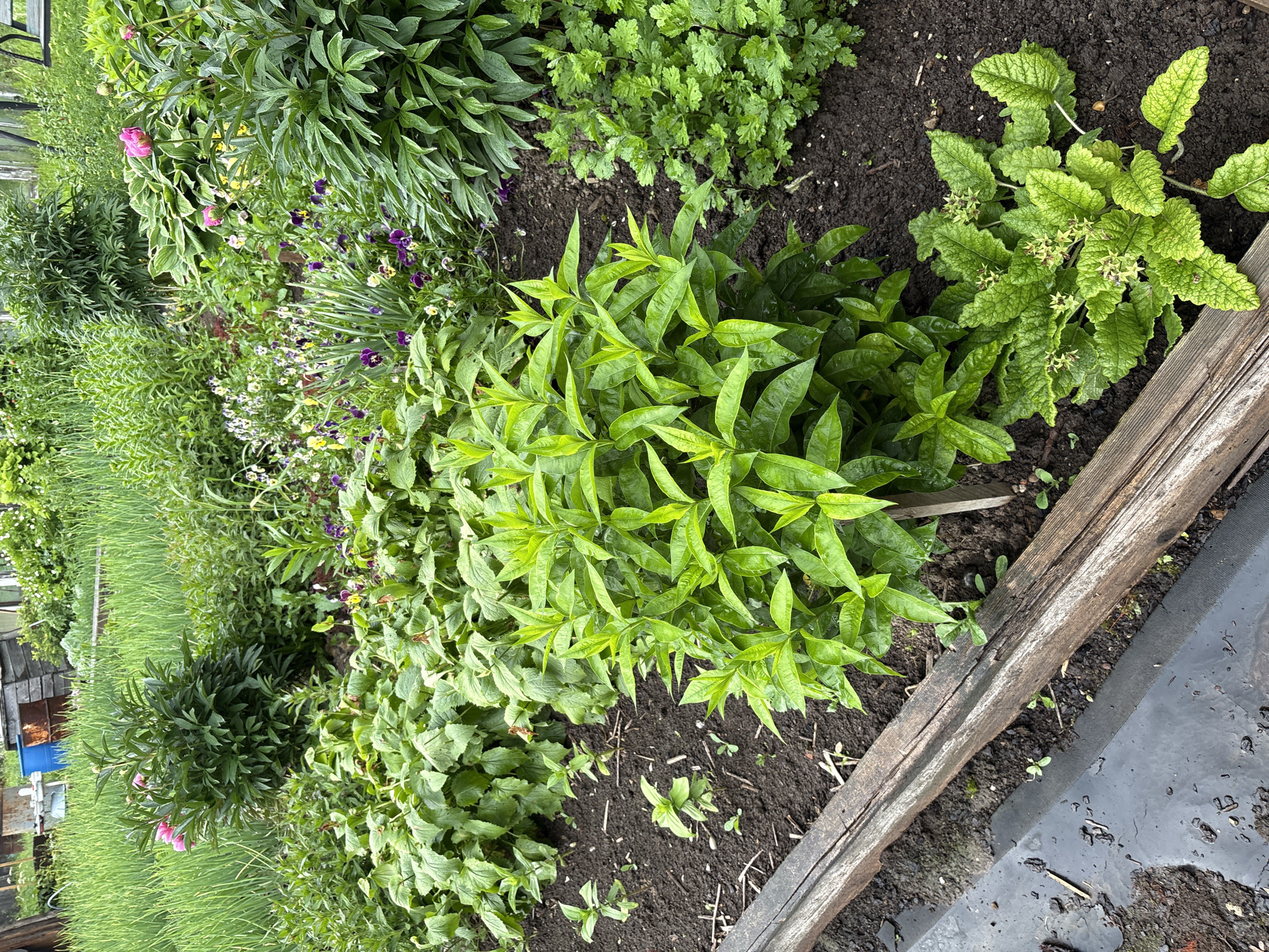The image depicts a vibrant garden bed in Yayva, Russia, filled with lush green foliage and blooming flowers. In the foreground, a weathered wooden plank borders the garden bed, with dark, damp soil visible beneath it. A prominent, bushy plant with bright green leaves stands in the center, its branches reaching upwards. To its right, a cluster of smaller, intricately-leafed plants adds texture to the scene. In the background, a variety of flowering plants, including delicate pansies and lush peonies, create a colorful tapestry. The garden appears well-maintained and is thriving under natural light, suggesting a pleasant outdoor setting.