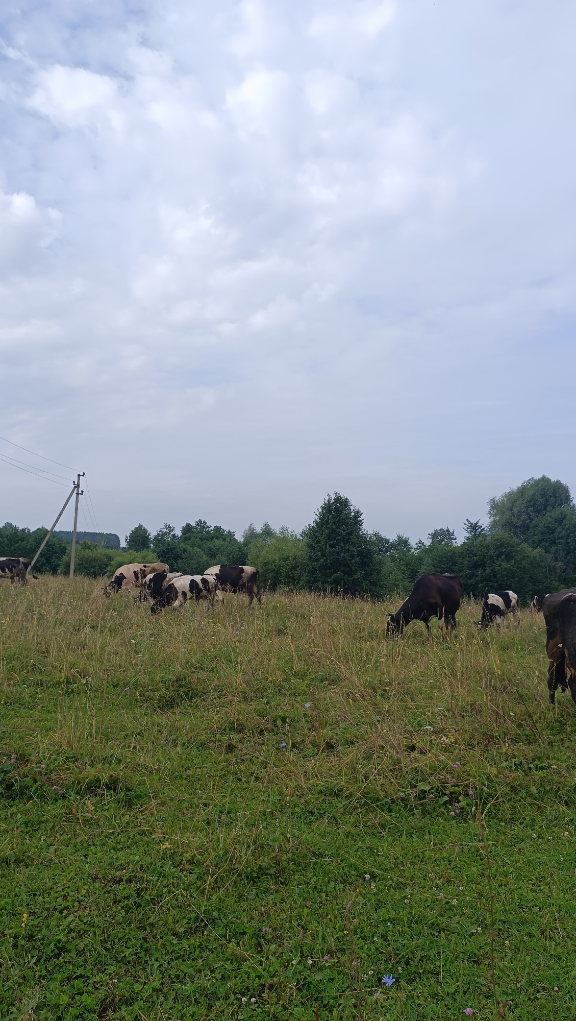 The image depicts a pastoral scene featuring a herd of cows grazing in a grassy field. In the background, a line of trees forms a natural barrier, with a utility pole and wires visible on the left side of the frame. The sky is overcast with a light gray hue. The cows, varying in color from black and white to solid dark hues, are spread across the field, some grazing, while others are standing. The foreground is dominated by the textured green and brown of the tall grass and wildflowers. The overall impression is one of a rural, agricultural setting, likely a pasture or meadow. There are no visible people or buildings.