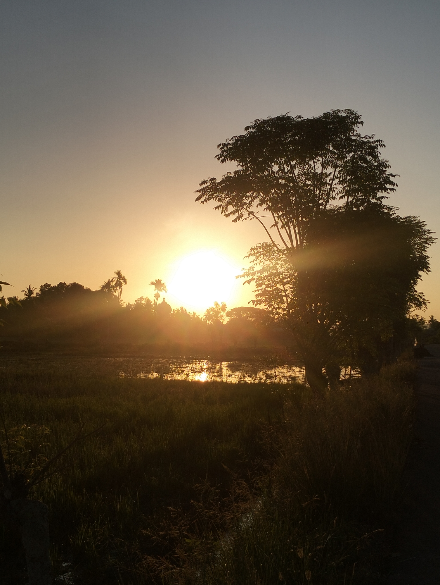 The image depicts a tranquil scene at sunrise in Meunasahalue, Indonesia. The sun is low on the horizon, casting a warm, golden light across the landscape. A large tree, silhouetted against the sky, dominates the right side of the frame. In the background, a cluster of palm trees and other vegetation are partially obscured by mist or fog. A body of water, likely a paddy field, reflects the sunlight, creating a shimmering effect. The foreground is filled with tall grass and other vegetation, also silhouetted against the fading light. The overall impression is one of peacefulness and natural beauty.