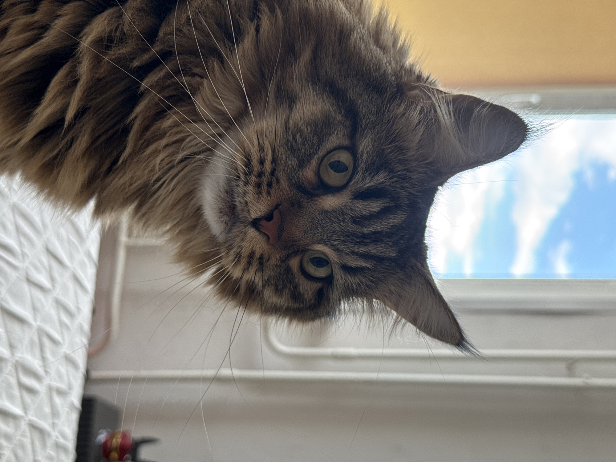 A close-up, eye-level shot focuses on the head and upper torso of a long-haired tabby cat. The cat has green eyes and is looking slightly to the right of the camera. Its fur is predominantly brown with dark tabby markings. Its ears are pointed and tufted with long hairs. The background is out of focus, showing a window with a blue sky and white clouds, and a part of a room with light-colored walls. The cat is positioned in the foreground, resting on a white quilted surface, possibly a bed. The lighting suggests it is daytime, with natural light coming from the window. There are no visible signs of human presence or interaction with the cat in the frame. The image appears to be taken indoors. The location in Izhevsk, Russia, cannot be determined from the visual information provided in the image.