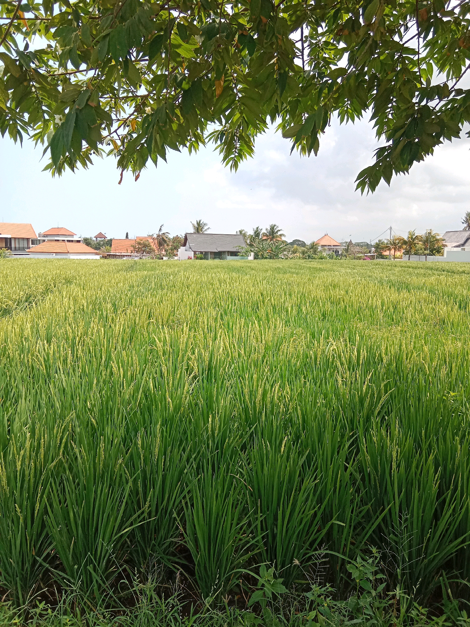 An outdoor, eye-level, vertical medium shot captures a lush, green rice paddy under a hazy sky. The foreground is dominated by dense stalks of rice, their leaves varying shades of green and some showing yellowing at the tips, indicative of early ripening. The plants are tall, reaching to about waist height, and densely packed. In the midground, a line of buildings with terracotta-tiled roofs and some modern white structures with dark roofs are visible, interspersed with palm trees and other foliage, suggesting a rural or semi-rural setting. The background consists of a pale, overcast sky with wisps of clouds. The scene appears to be located in the city of Mengwi, Indonesia, a region known for its rice cultivation. No people or animals are present in the frame. The lighting suggests it is daytime, possibly late afternoon, given the soft quality of the light. The overall impression is one of natural abundance and agricultural activity.