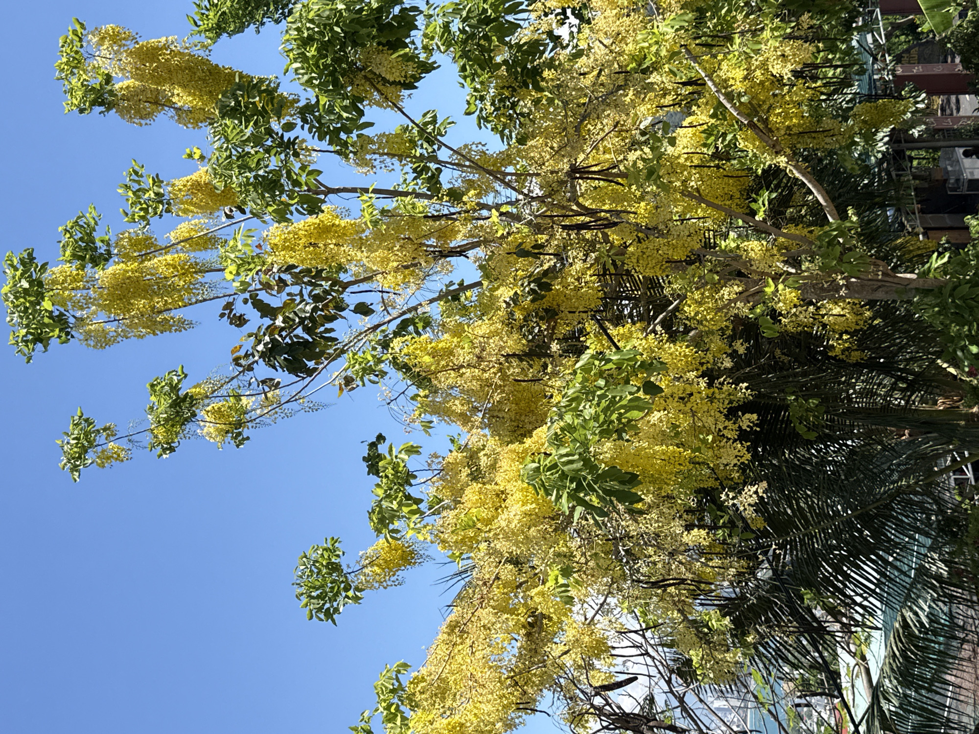 A full-frame, eye-level, outdoor medium shot captures a blooming Cassia fistula tree with its characteristic golden yellow flowers cascading down in long racemes. The tree is lush with green foliage, and dark, elongated seed pods are visible interspersed among the blossoms. The bright blue sky serves as a backdrop, with the upper branches of the tree reaching towards it. In the foreground and middle ground, palm fronds and other green foliage partially obscure the view of what appears to be a residential area, with hints of buildings and structures visible beneath the dense greenery. The image is taken in Bac Nha Trang Ward, Vietnam, under daylight conditions.