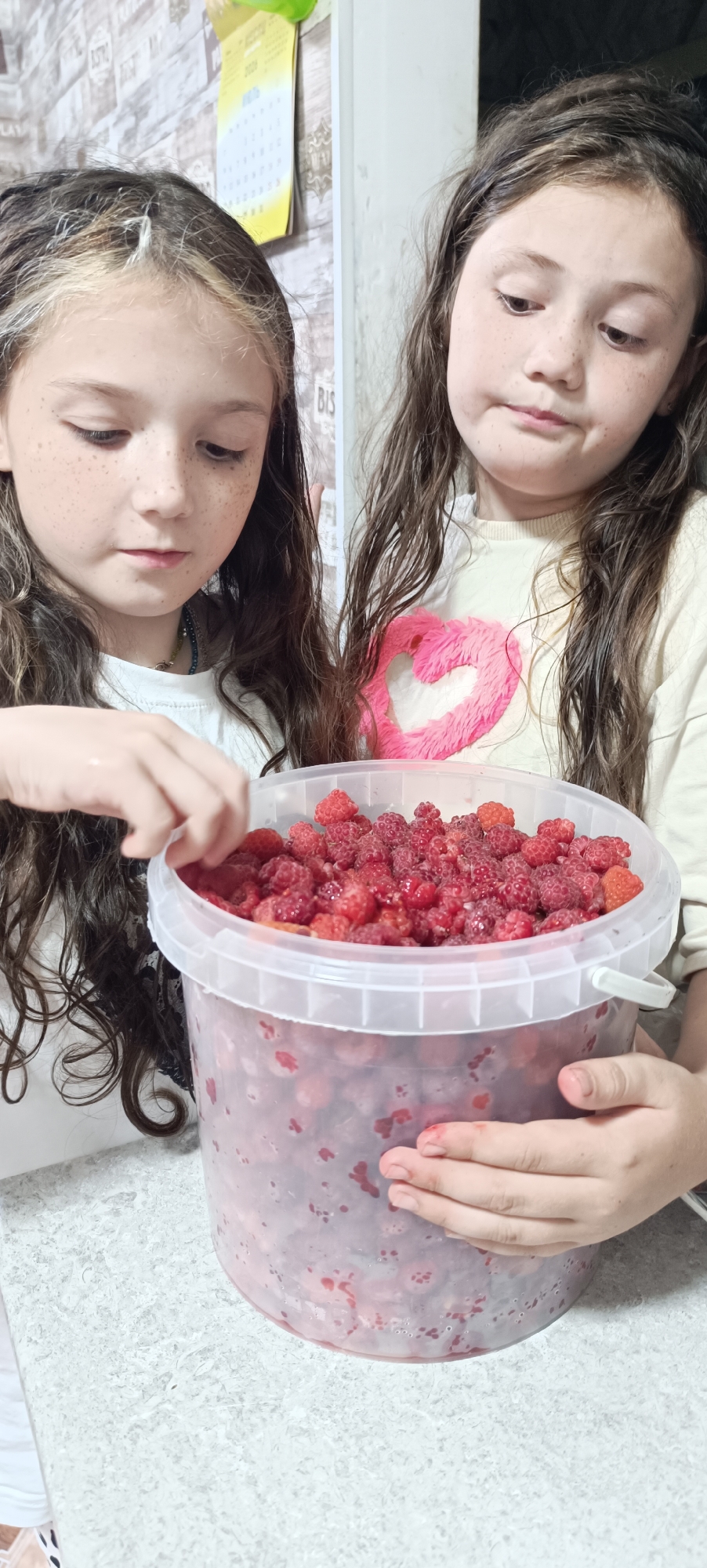 Two young girls are shown in a kitchen in the city of Karsha, Russia, examining a large bucket of raspberries. The girl on the left, with her hair down and wearing a white shirt, reaches into the bucket and selects a raspberry. The girl on the right, also with her hair down and wearing a light-colored sweater with a pink heart design, looks intently at the raspberries. The bucket, made of clear plastic, is filled to the brim with the red fruit. The kitchen background appears to be a wall with a tiled pattern and a yellow calendar. The countertop is a speckled gray.